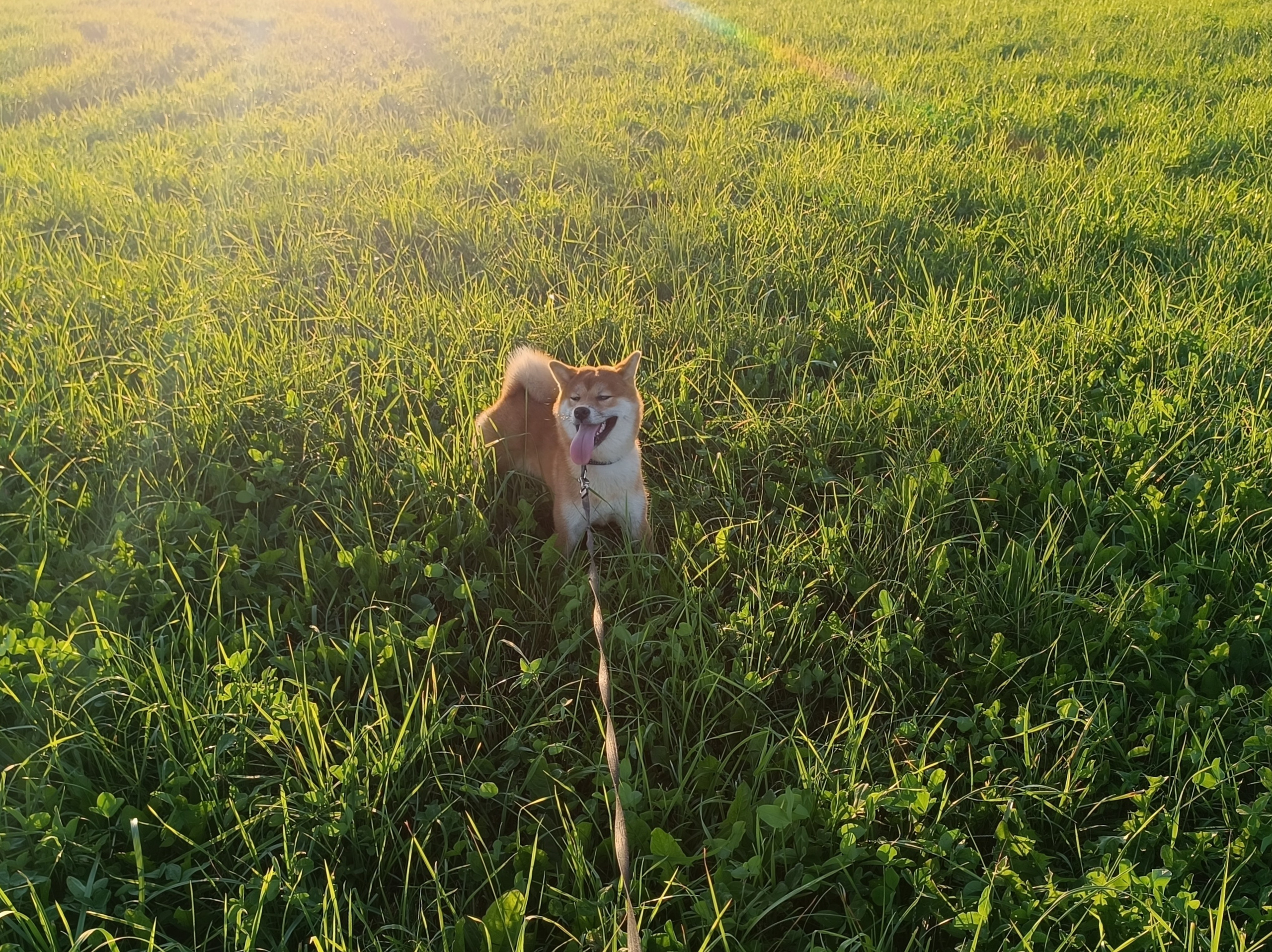 Сиба Rubylight Ellis питомник Рубилайт