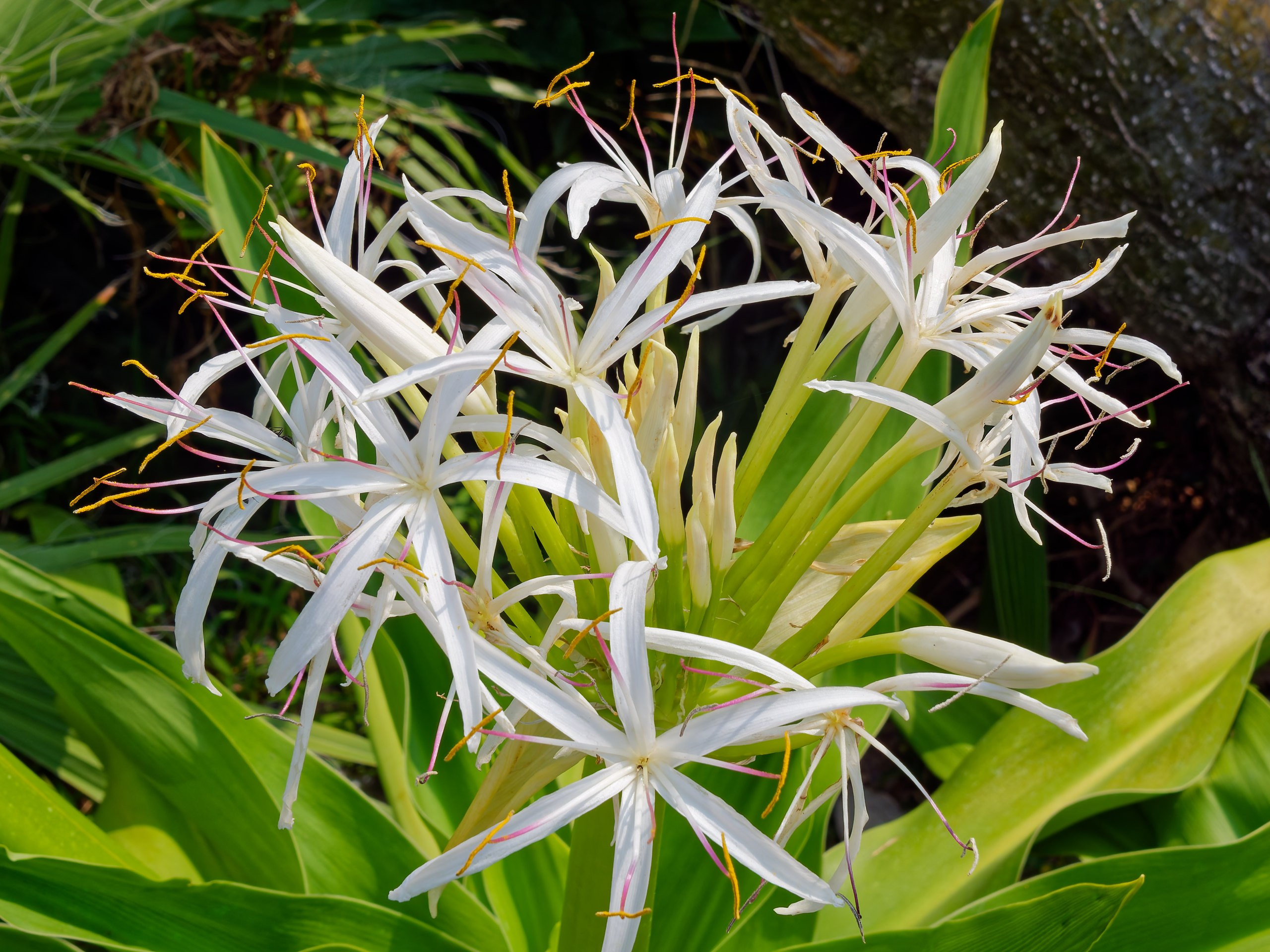 Хайнань 2026, флора, цветы и деревья. Фотопрогулки по Миру