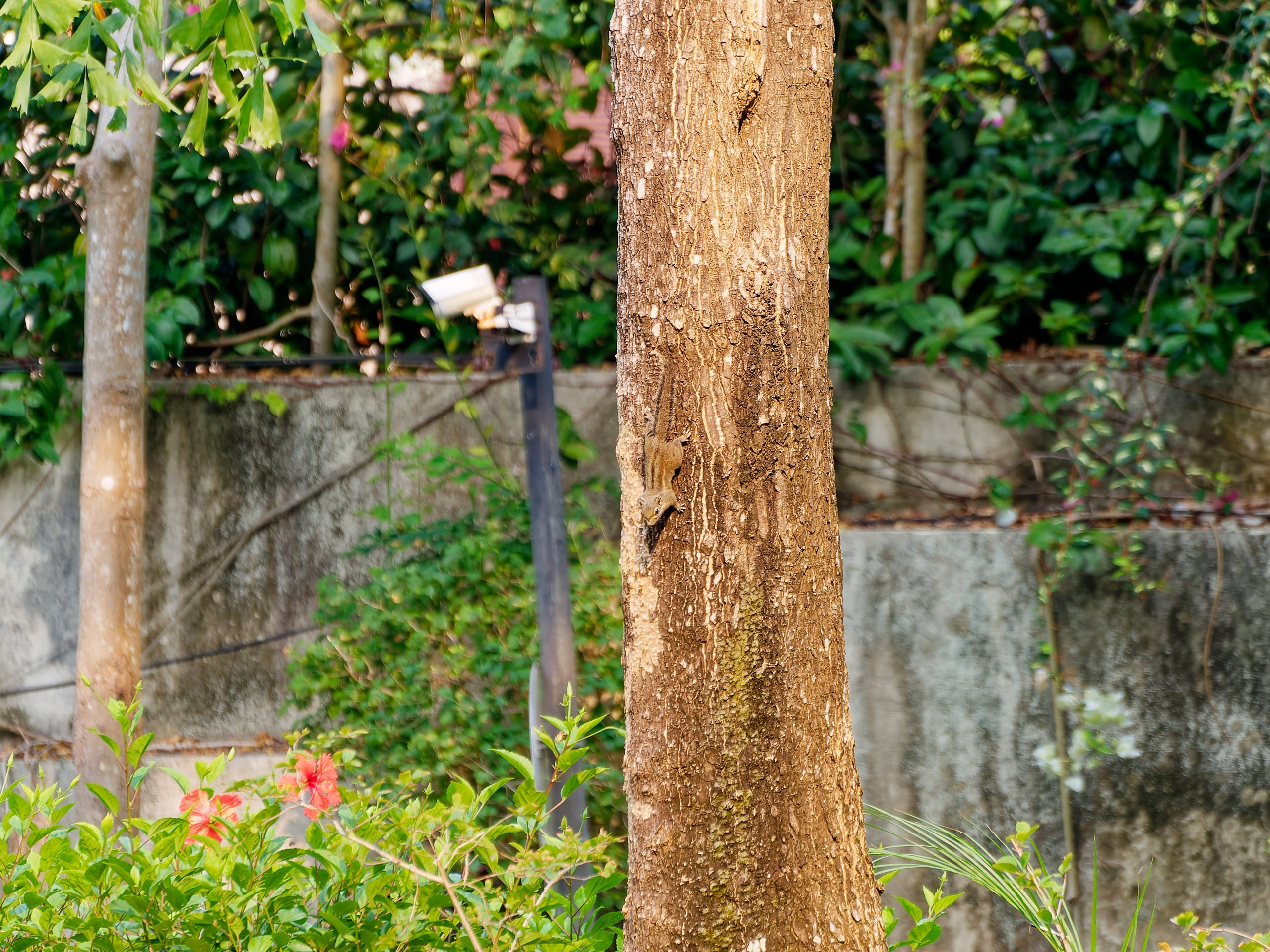 Хайнань 2026, флора, цветы и деревья. Фотопрогулки по Миру