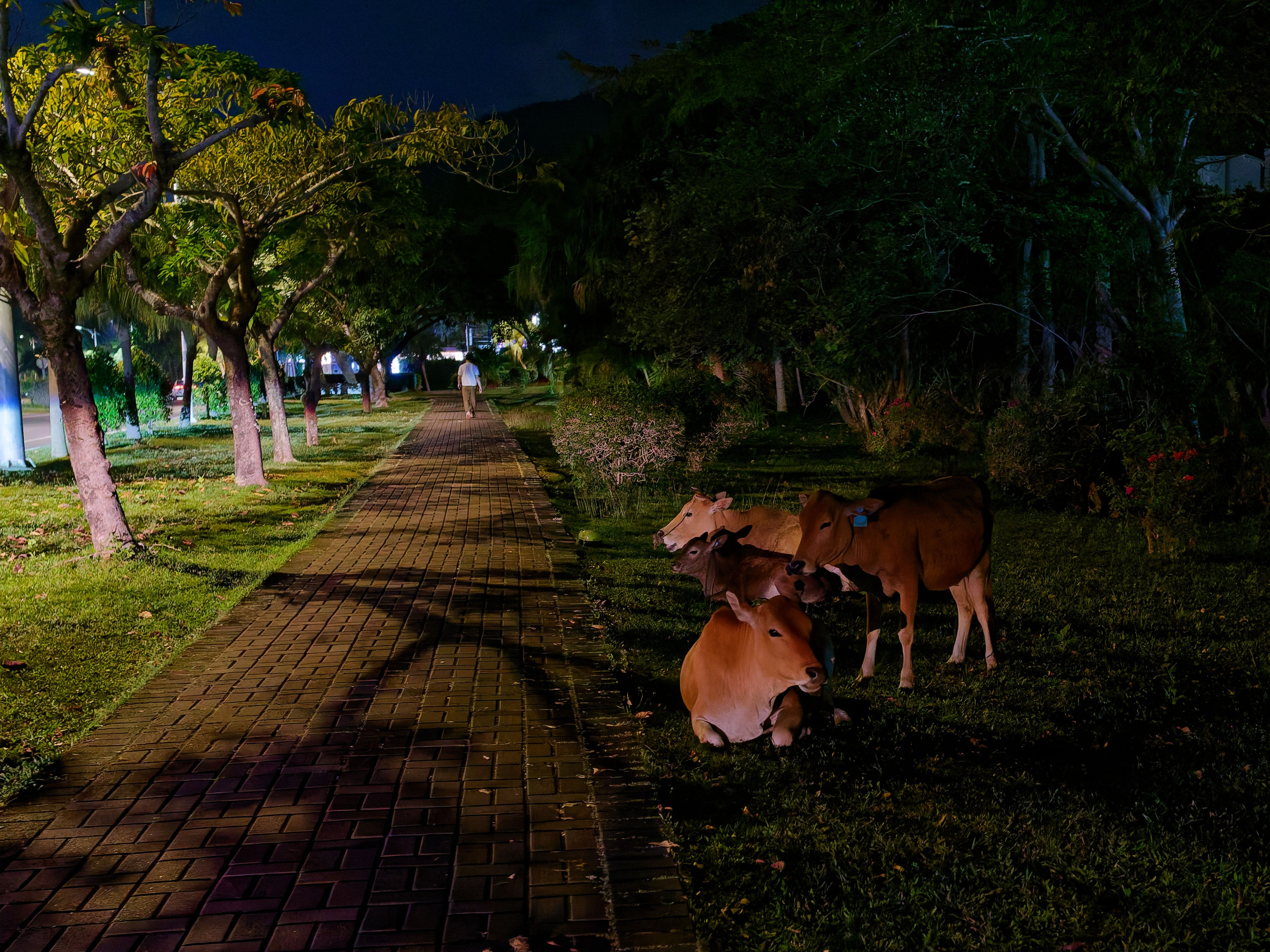Хайнань 2026, прочая фауна, насекомые. Фотопрогулки по Миру