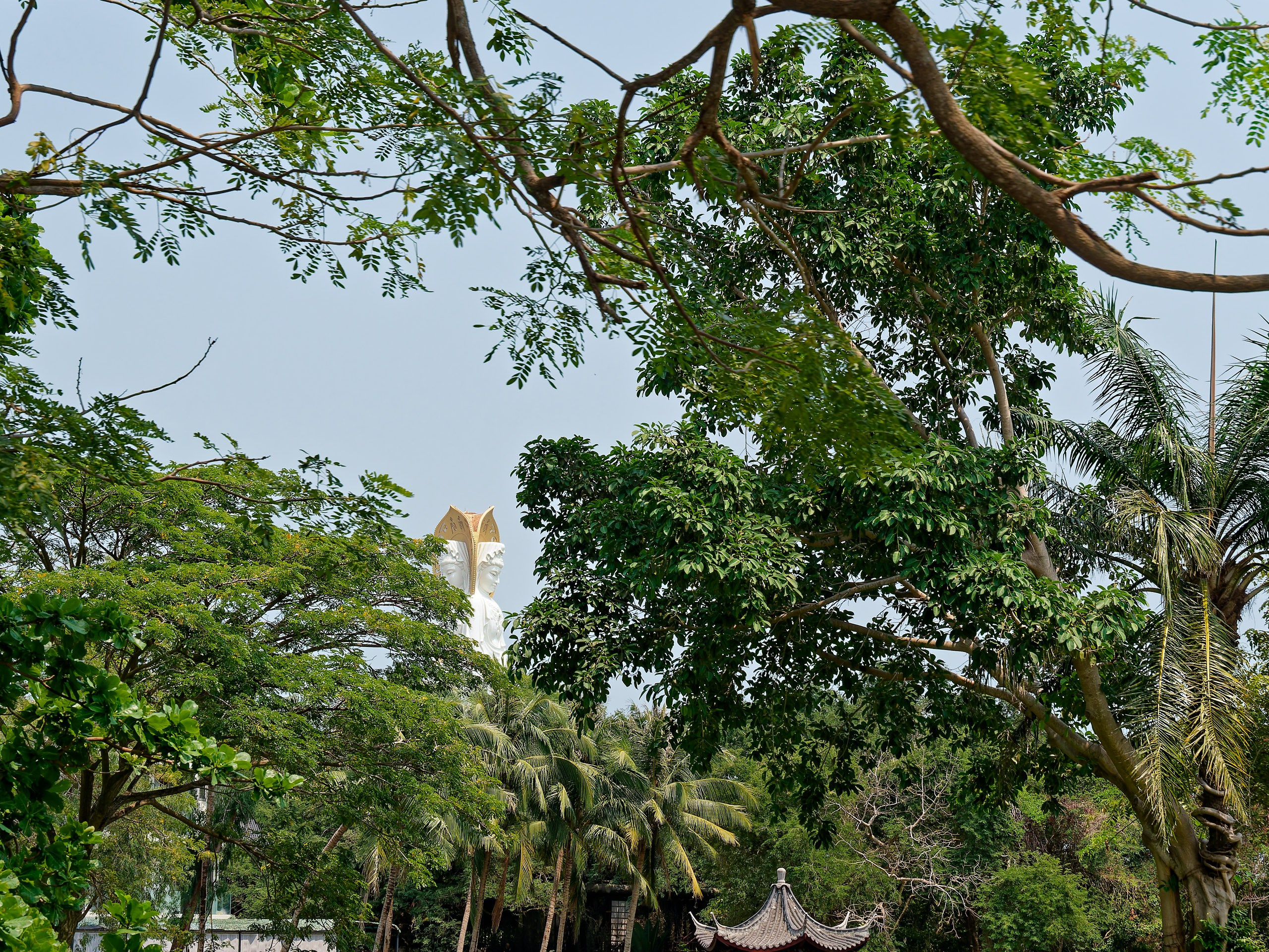 Хайнань 2026, флора, цветы и деревья. Фотопрогулки по Миру