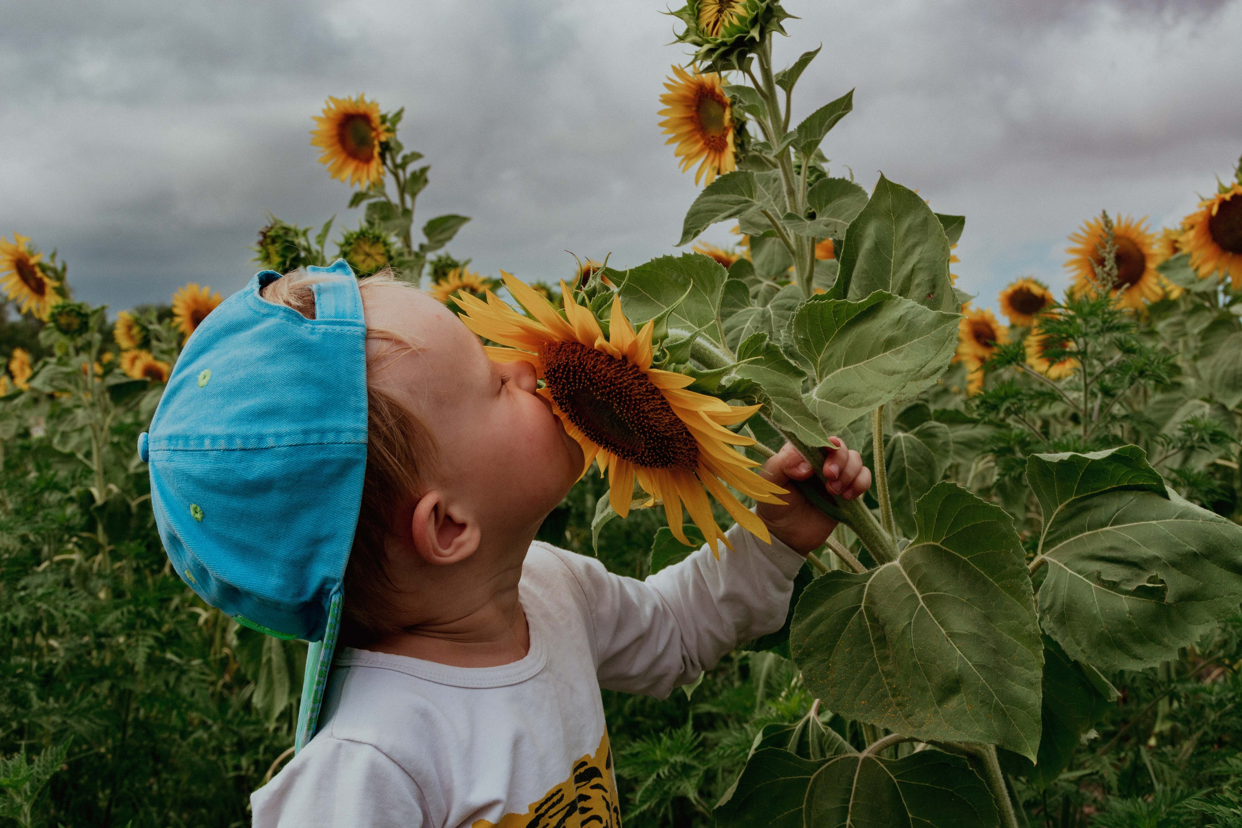 Подсолнухи. Елена Волкова семейный фотограф в станице Гостагаевской города-курорта Анапа