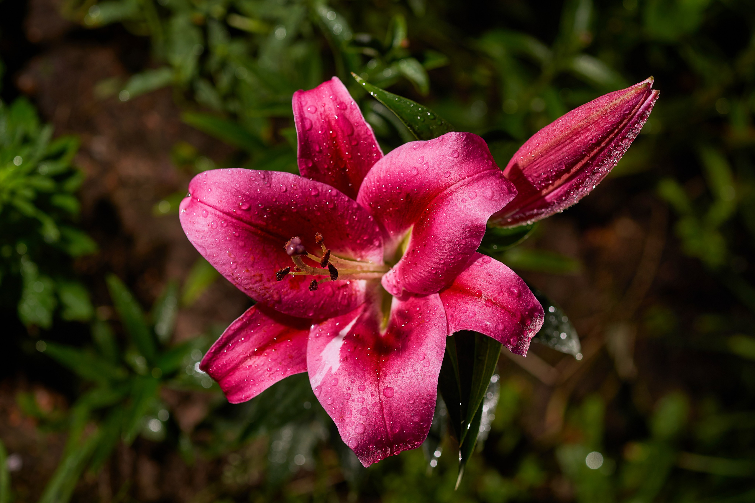 Наша мать — природа. Фотограф Владимир Артамонов