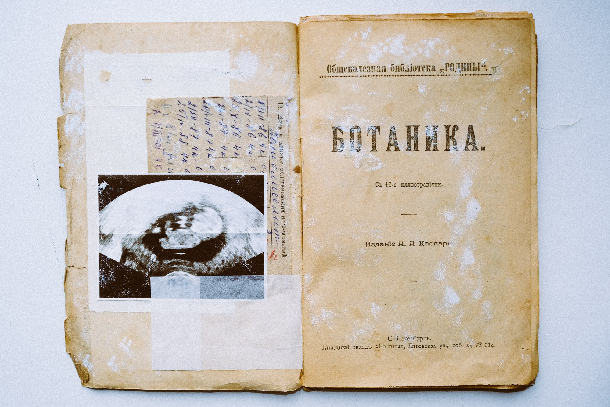 Familia Genus Exsiccata. Художница Юлия Павлова