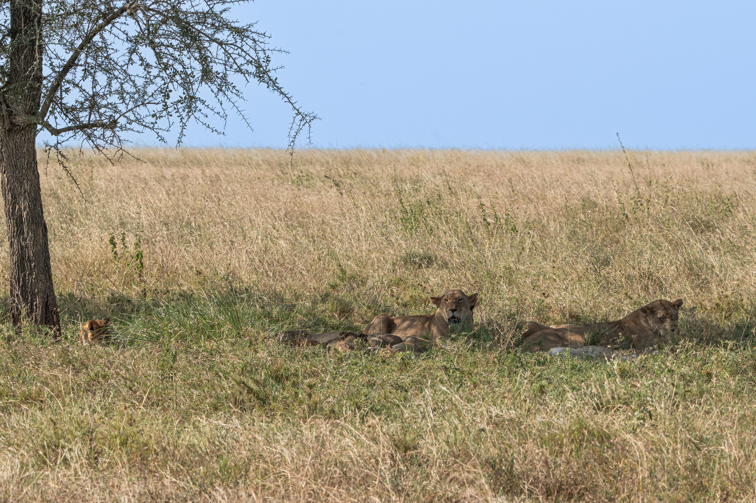 Танзания, сафари, 2025. Творческие сьемки