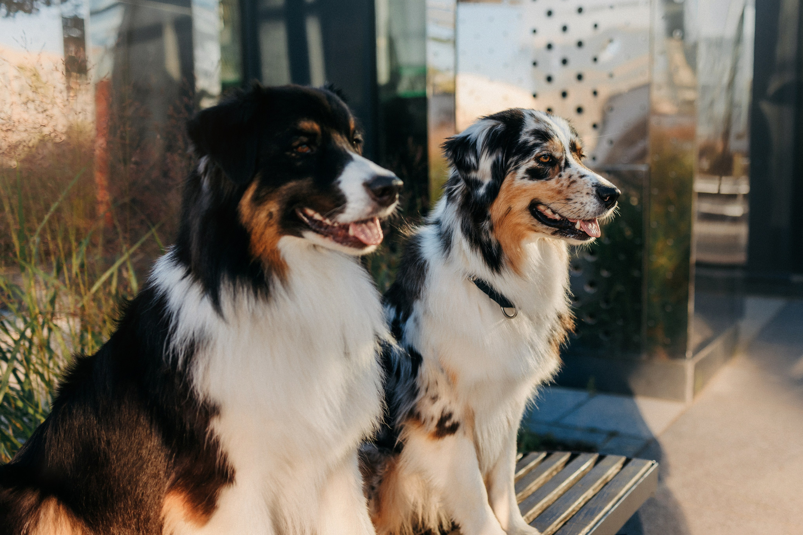Аня, Чарли и Ева. Фотограф-анималист Елена Радченко, Москва