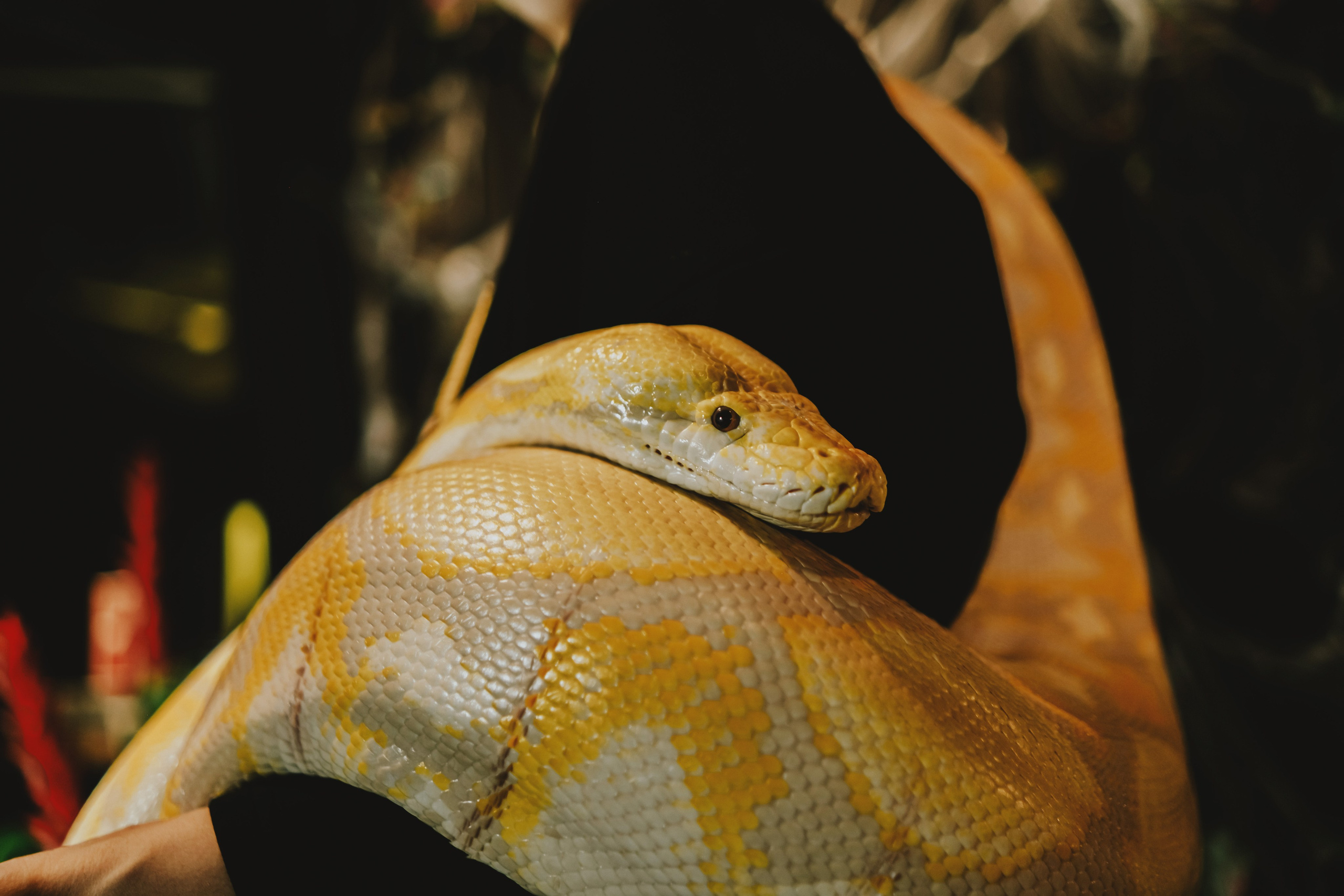 Дом Драконов. Nattie.ph