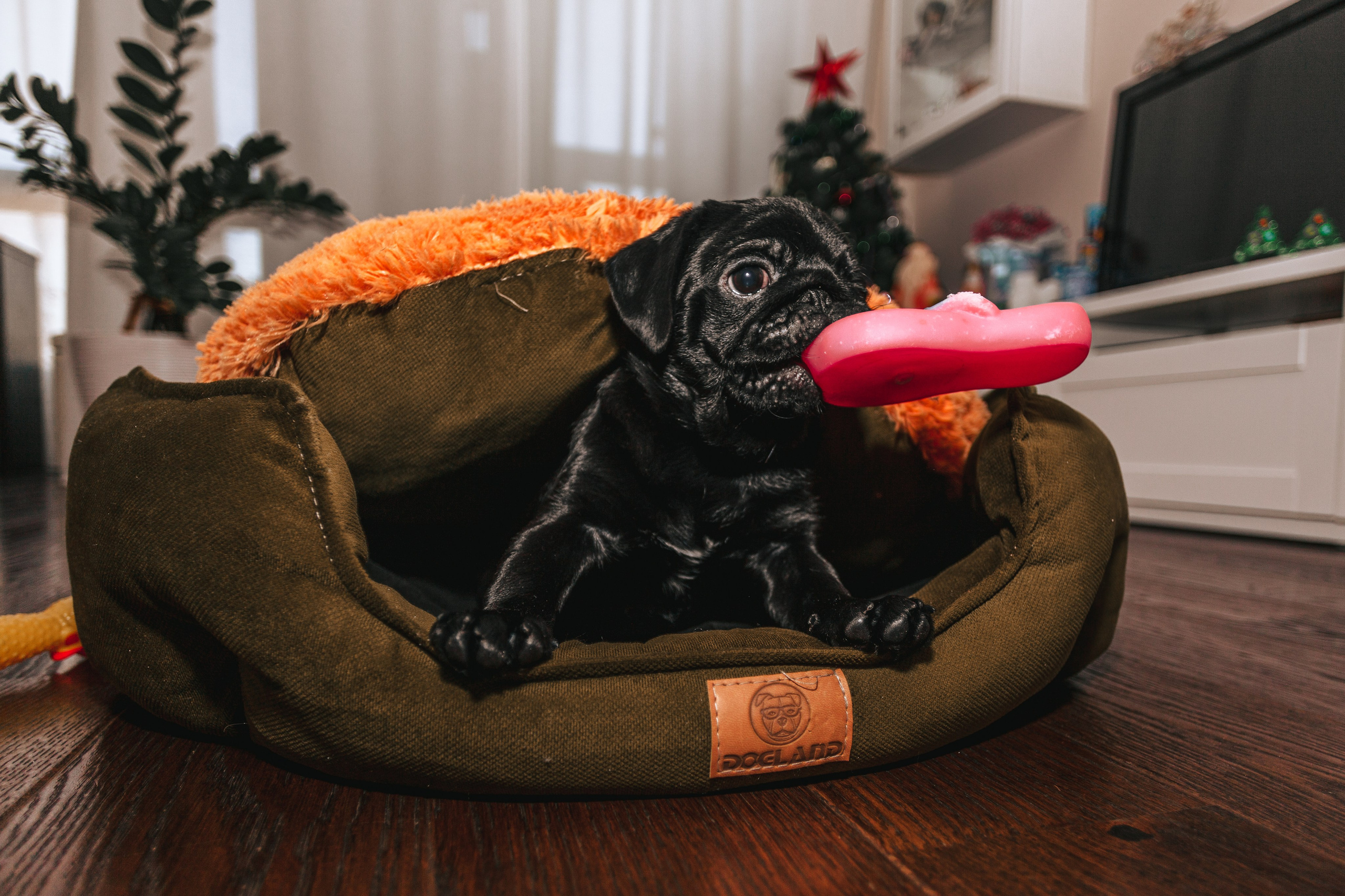 Домашняя фотосессия Оли и двух ее мопсов. Фотограф-анималист Татьяна Степанова