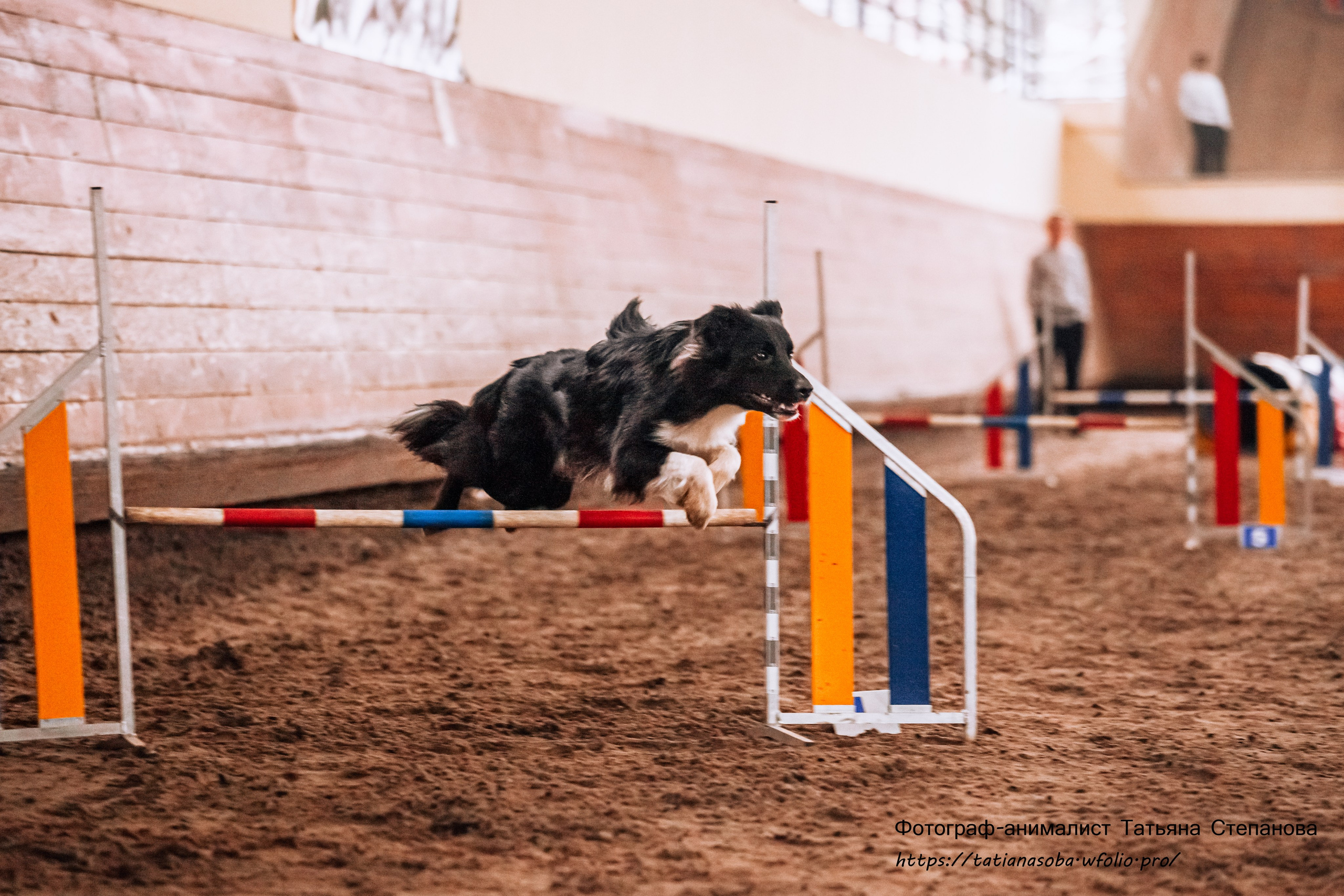 Соревнования по Аджилити 25.02.2024. Фотограф-анималист Татьяна Степанова