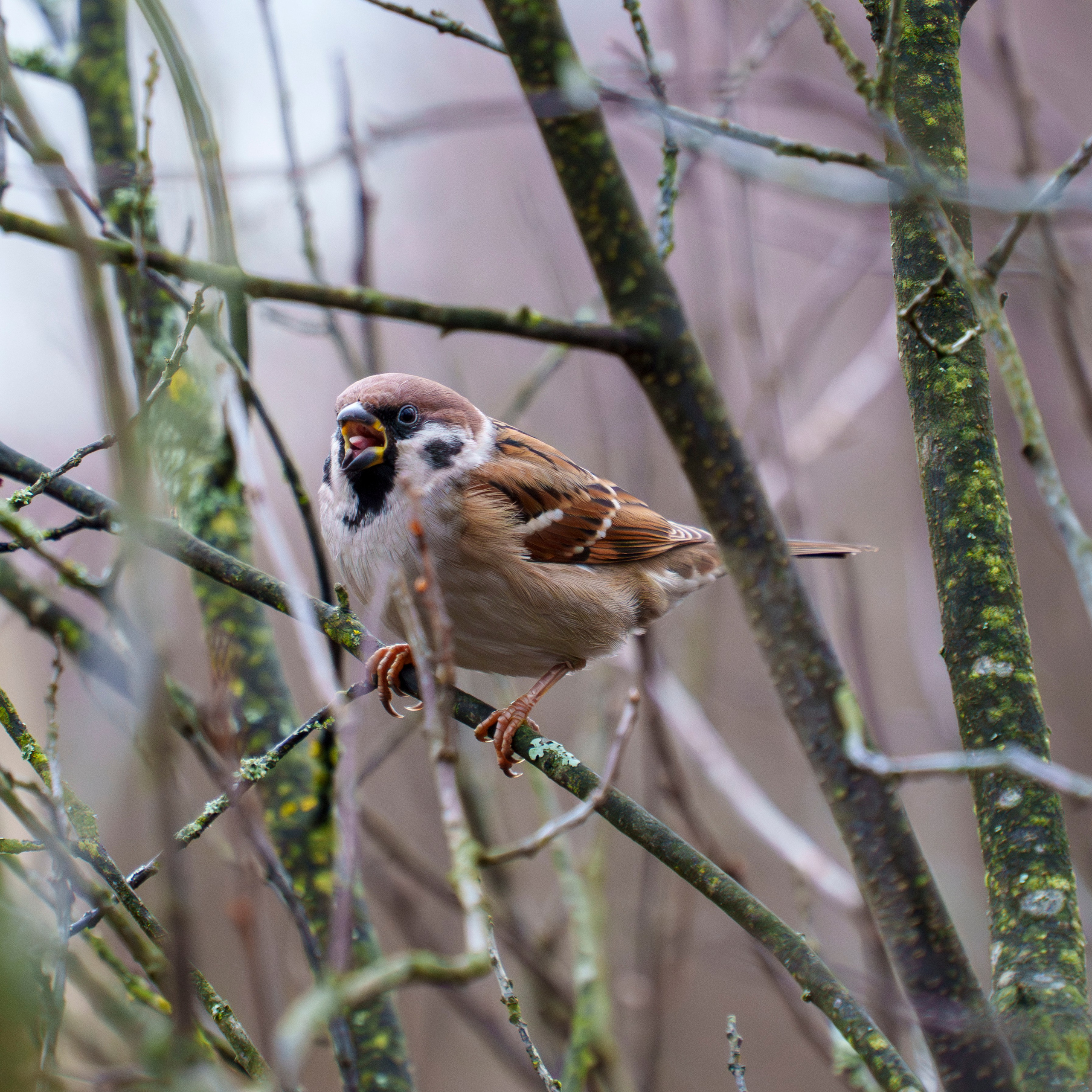 Animals — Животные