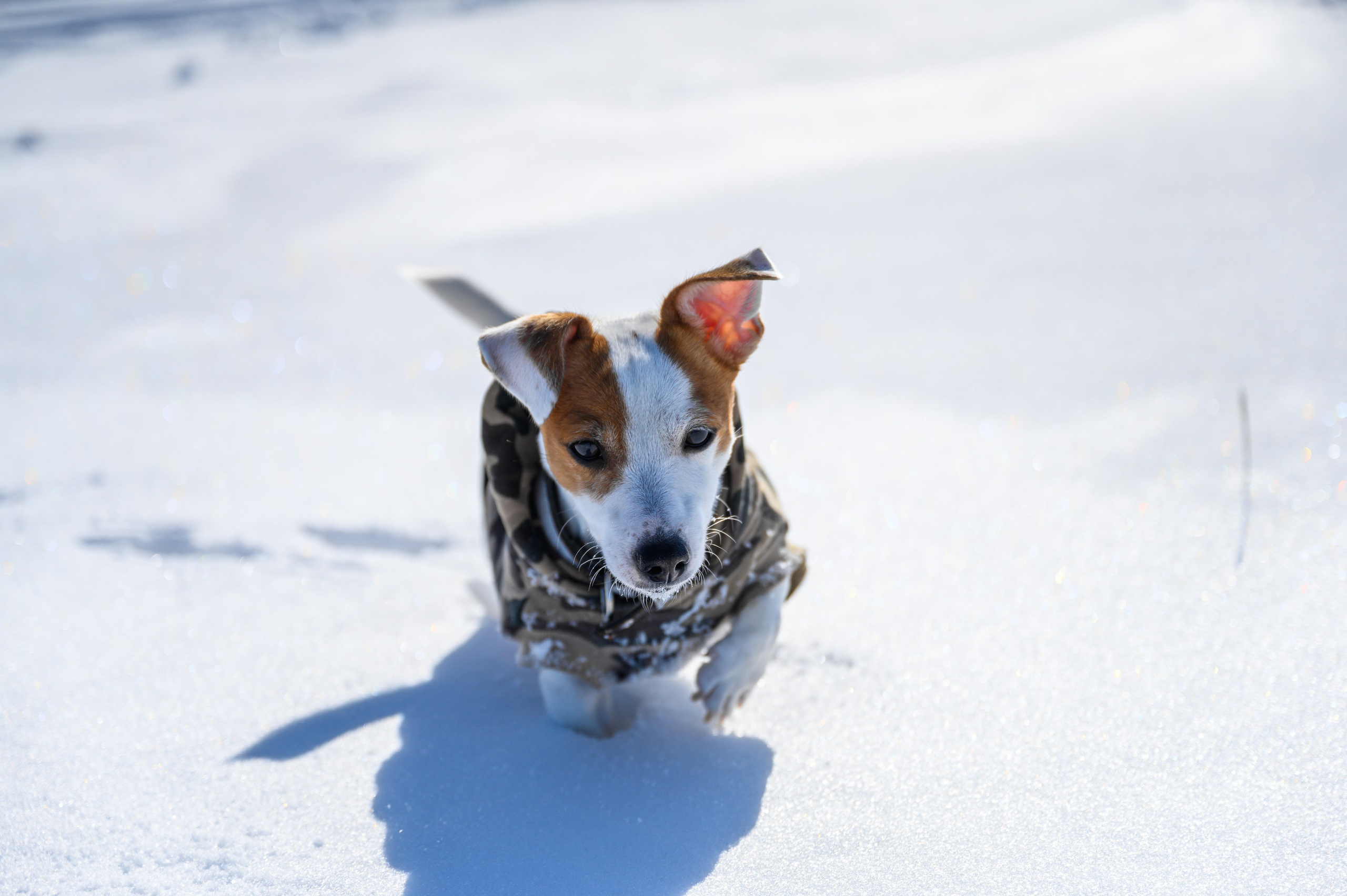 Джек Рассел. Bazarkom-photo.ru Фотограф Виктор Оськин в Старом Осколе