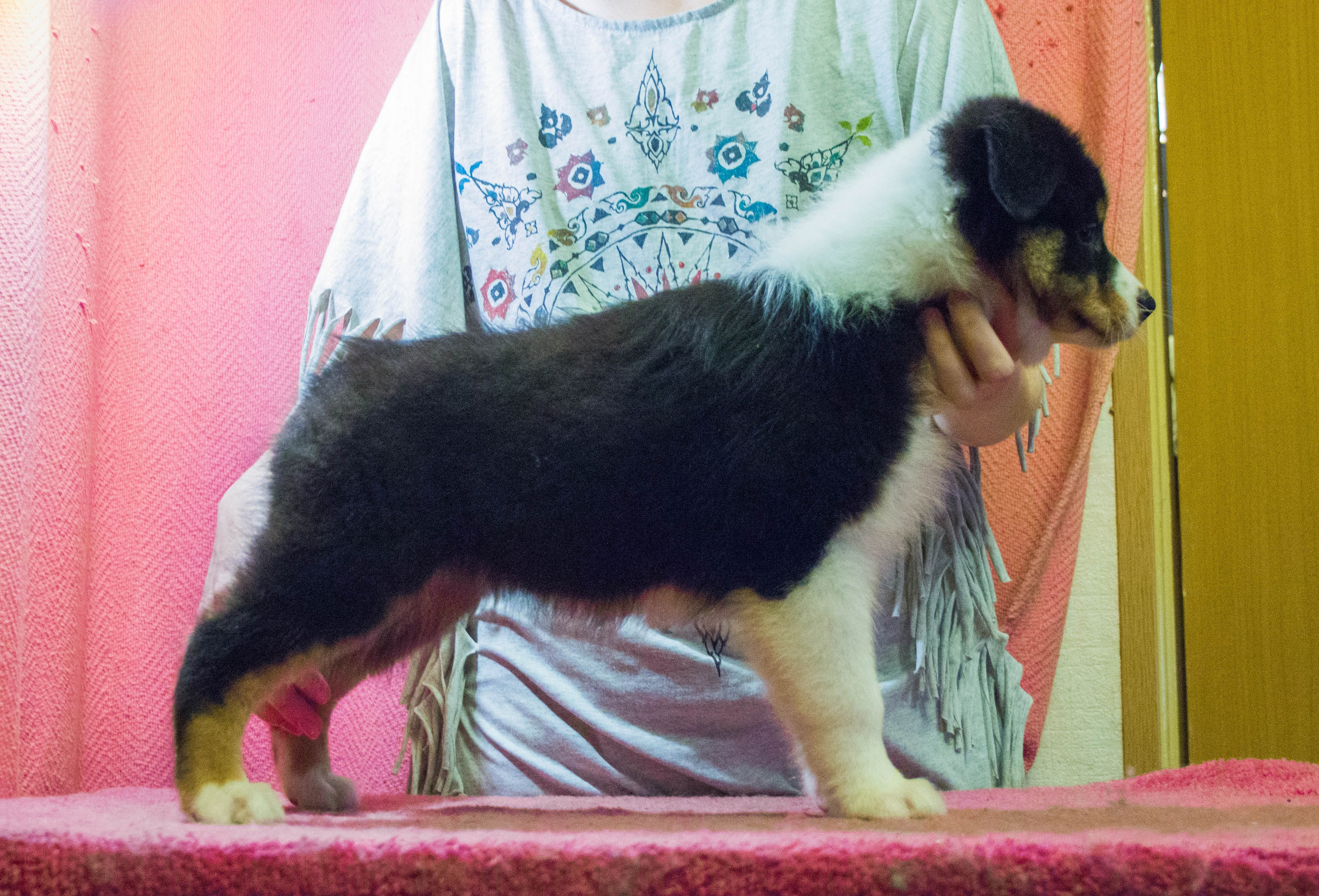 Рыся. BLGKV питомник собак