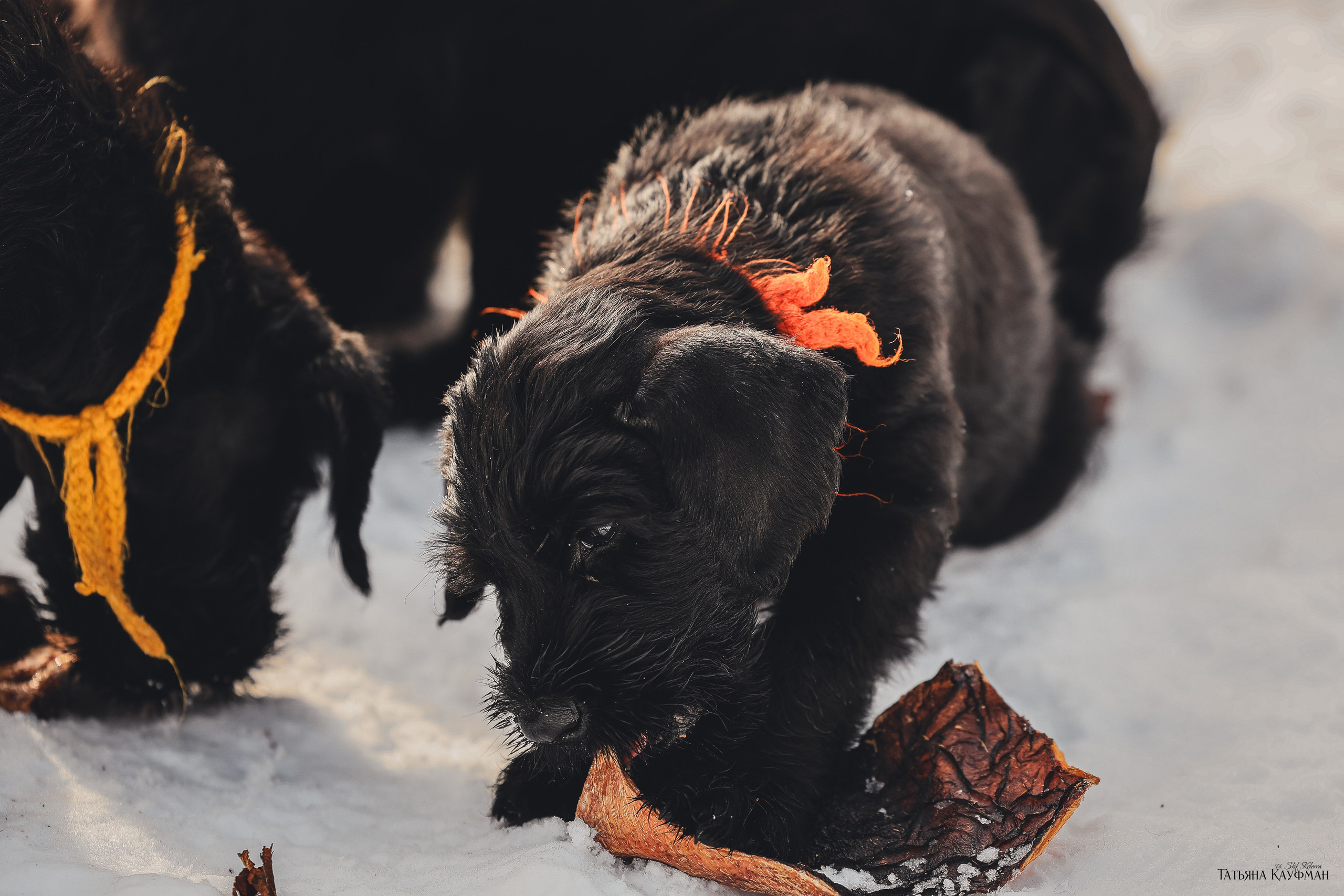 Ризеншнауцер, щенки ризеншнауцера, купить ризеншнауцера, купить щенка, ризеншнауцер Новосибирск, фотосъемка щенков, фотосессия собак, заказать фотосессию, фотографии щенков, сфотографировать щенка, фотограф Анималист, фотограф собак Новосибирск, фотограф анималист Новосибирск