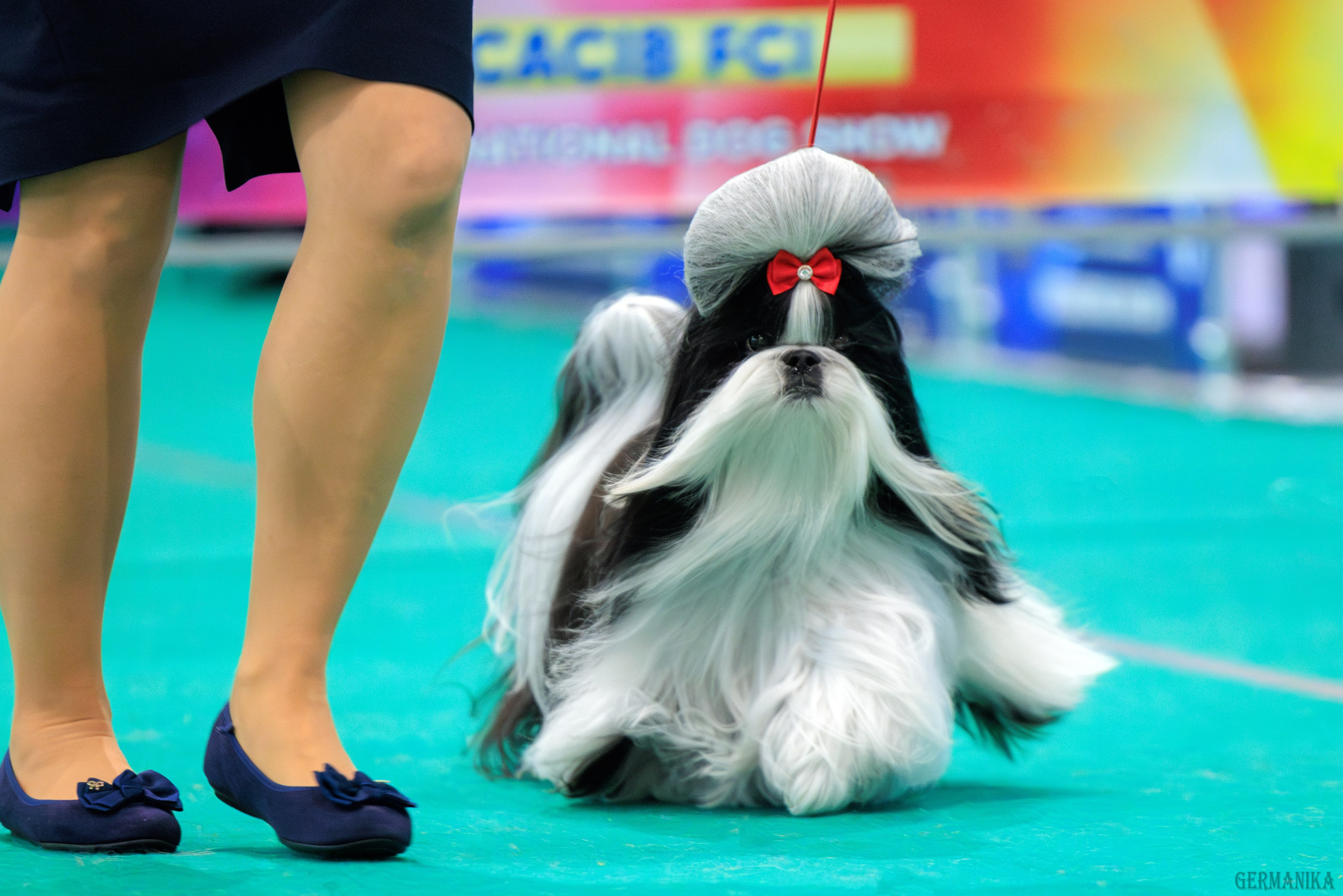 Минск 24-25.02.2024. Фотограф-анималист Юлия Германика