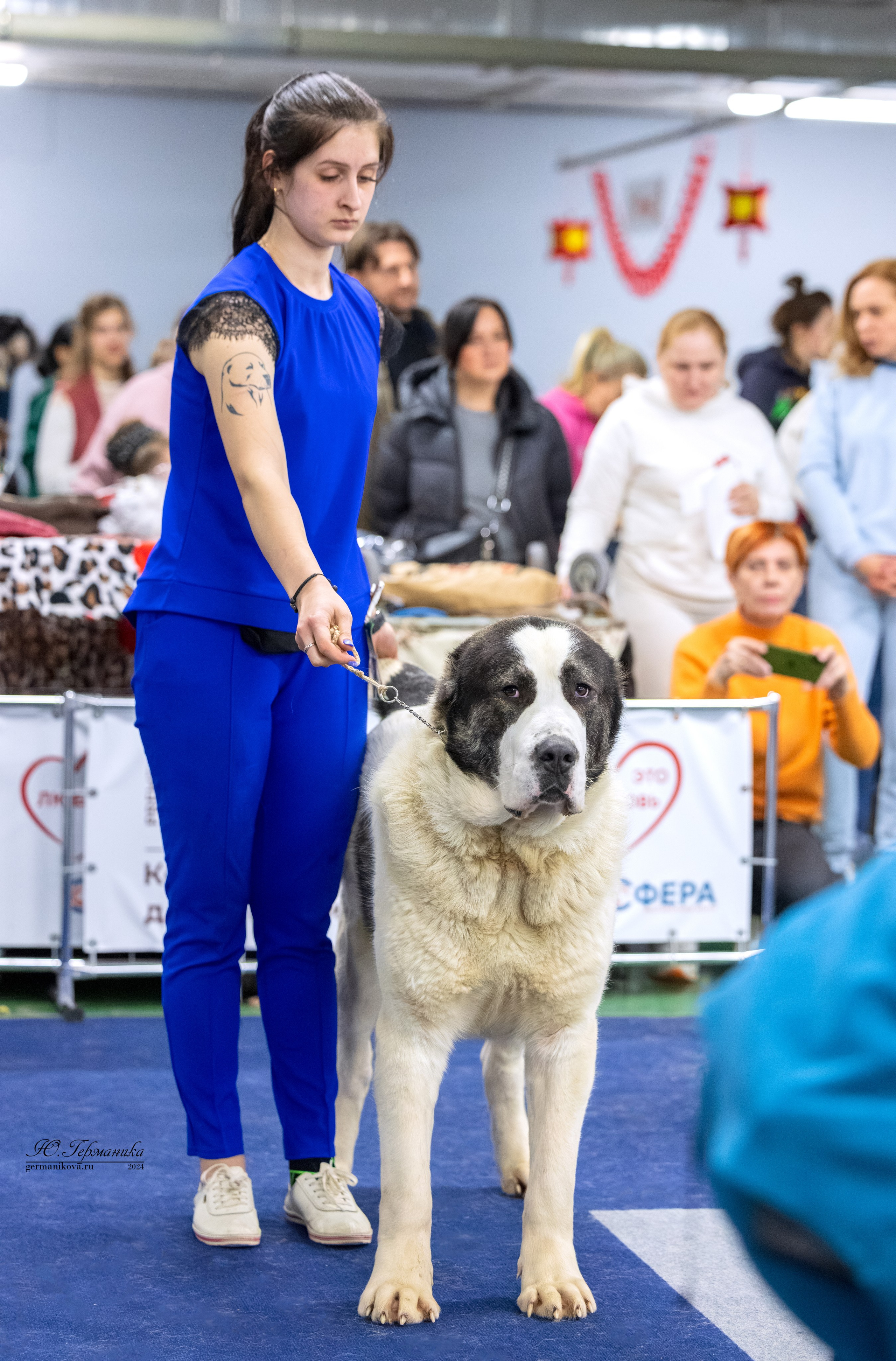 Сфера 08 и 10.03.2024 2хмоно ротвейлеров+2хмоно сао. Фотограф-анималист Юлия Германика