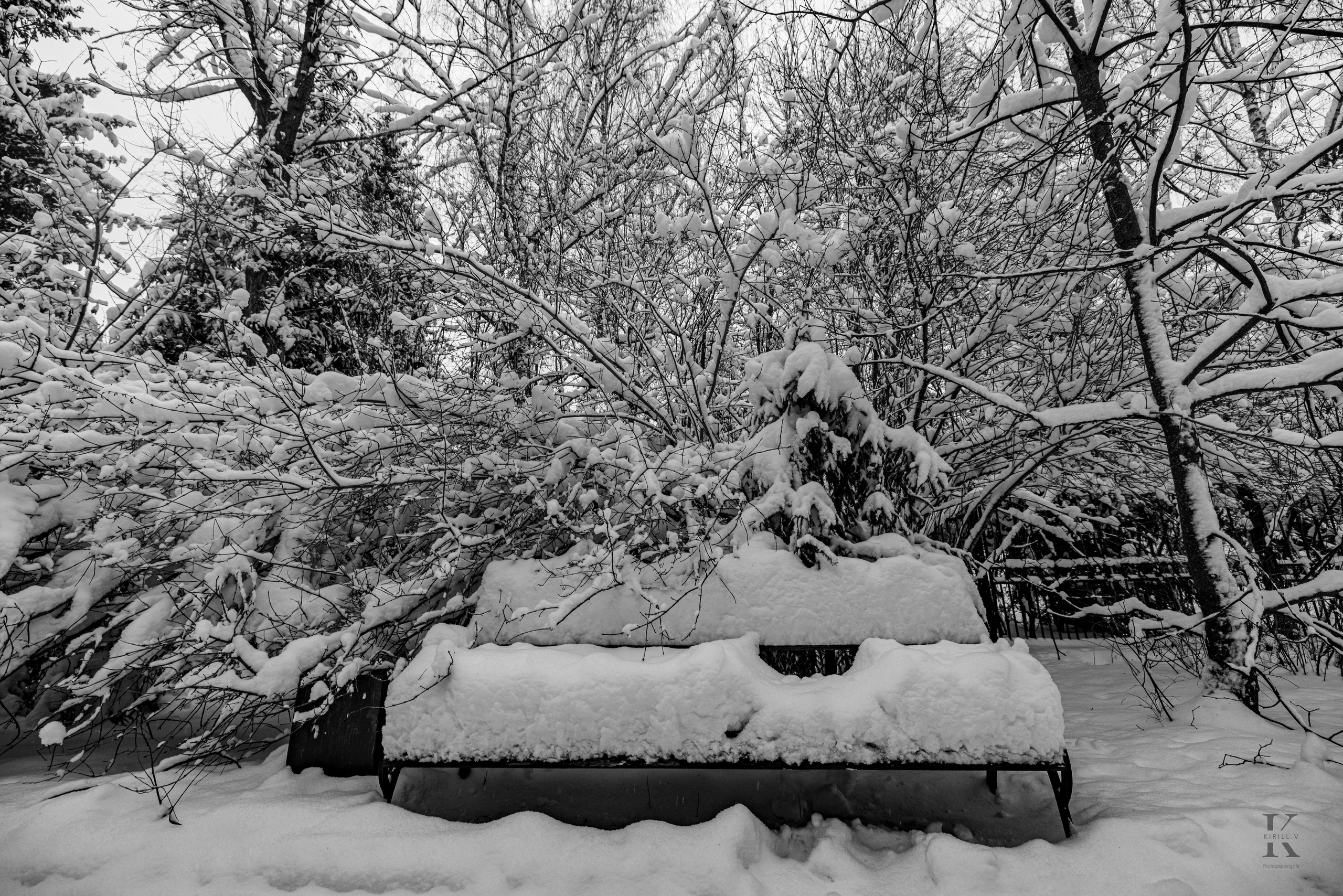 Природа 31 Декабря 2025 года. Клены. Фотографирую жизнь! Московский фотограф волонтер