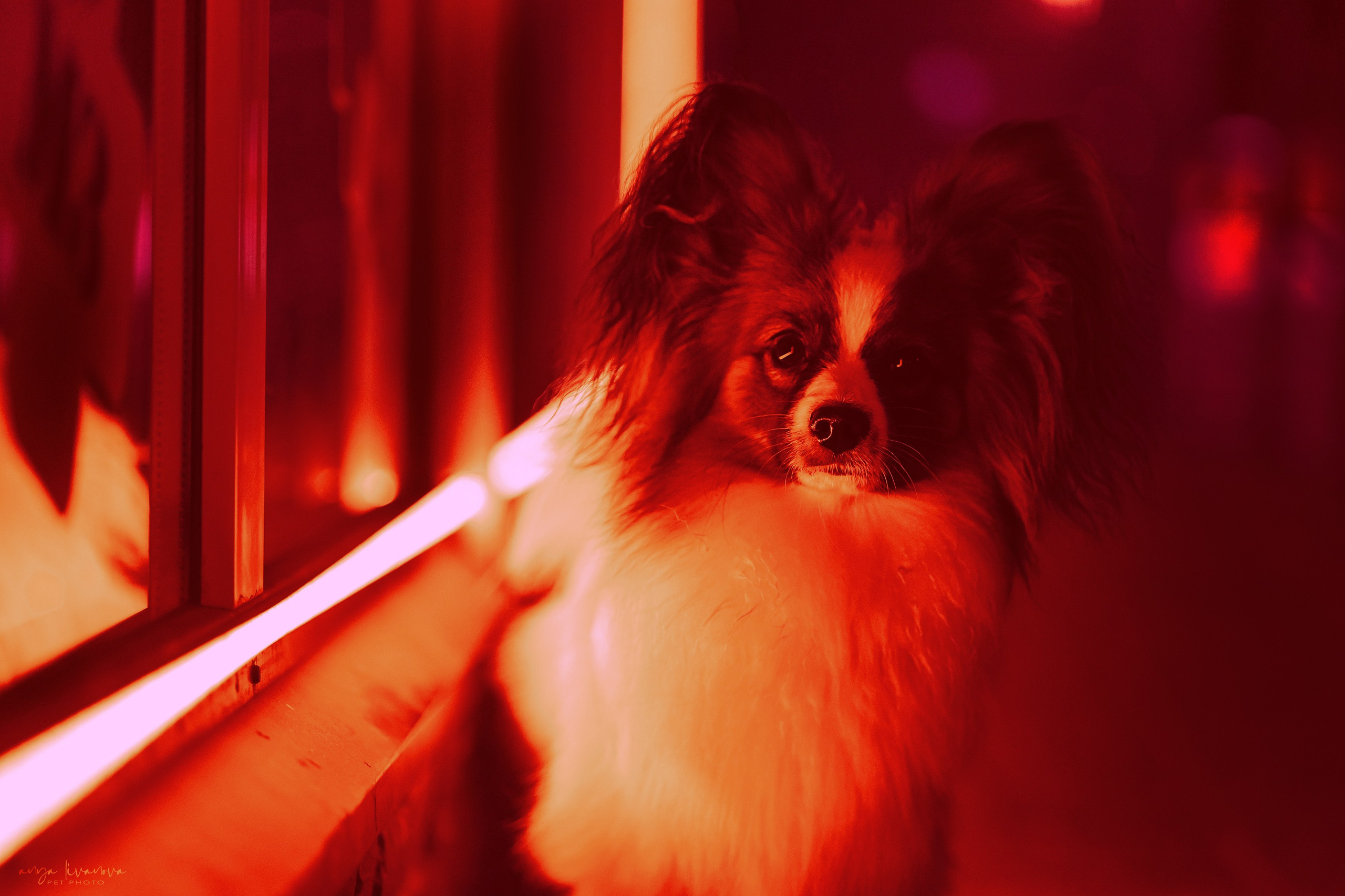 Хьюстон. Фотограф анималист Аня Ливанова | Рыбинск