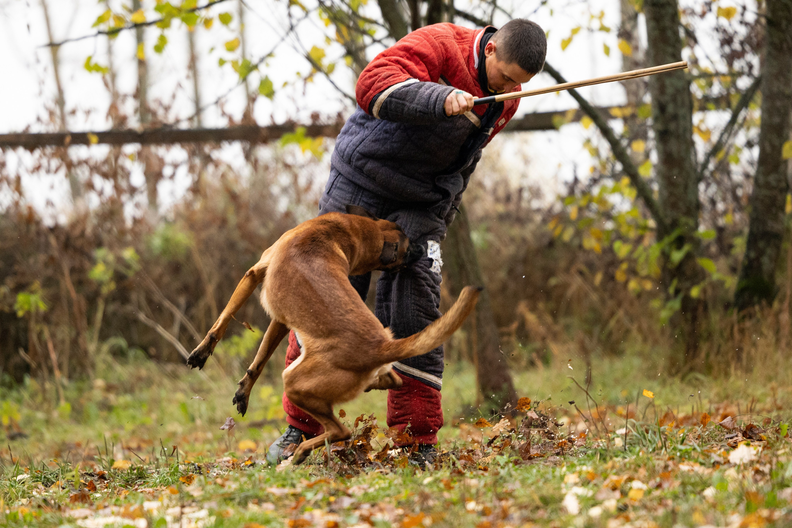 Соревнования по Мондьорингу г. Вологда. Фотограф-анималист Анна Маринич