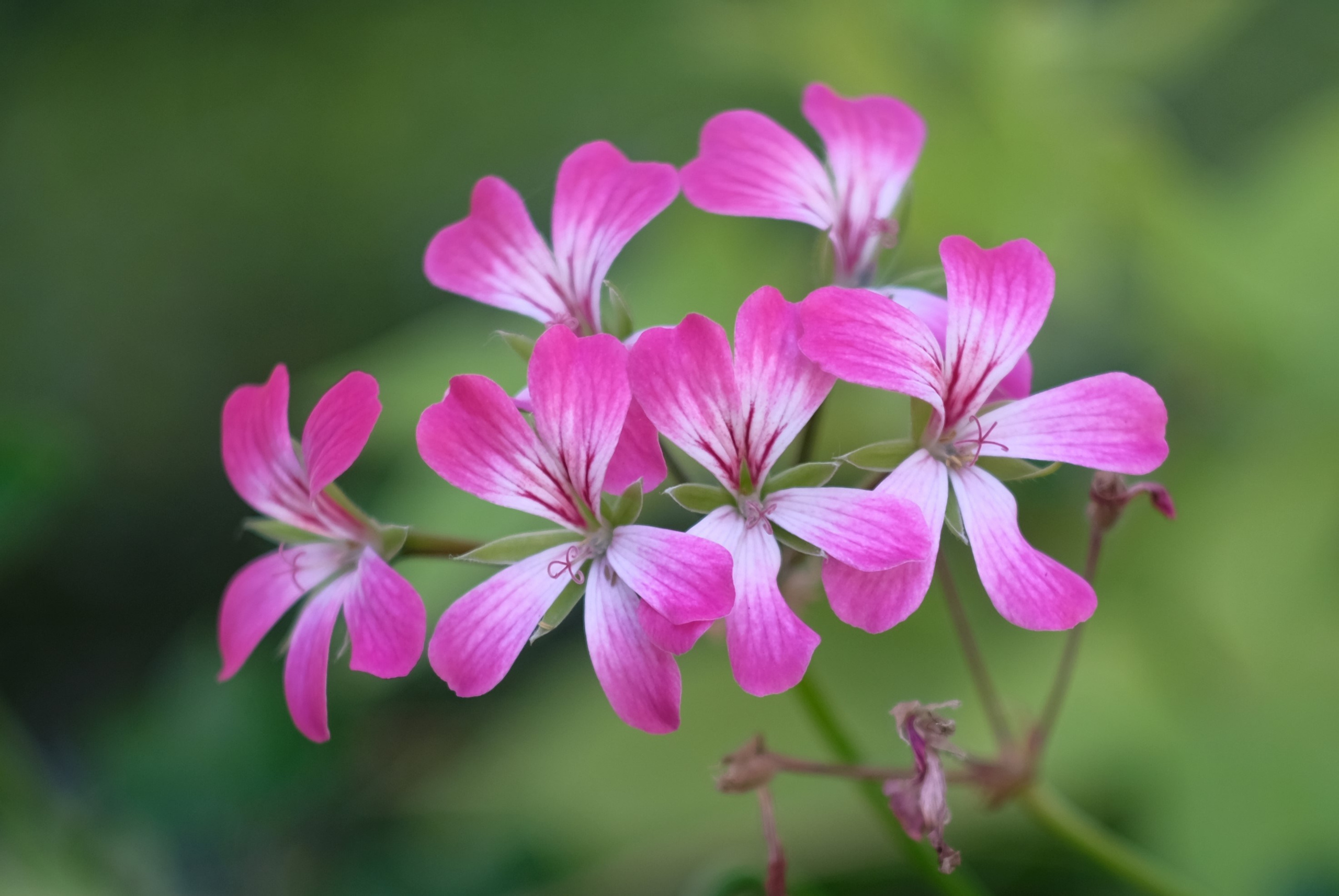 Винтажная мануальная оптика. Фотограф Дмитрий Алексеев