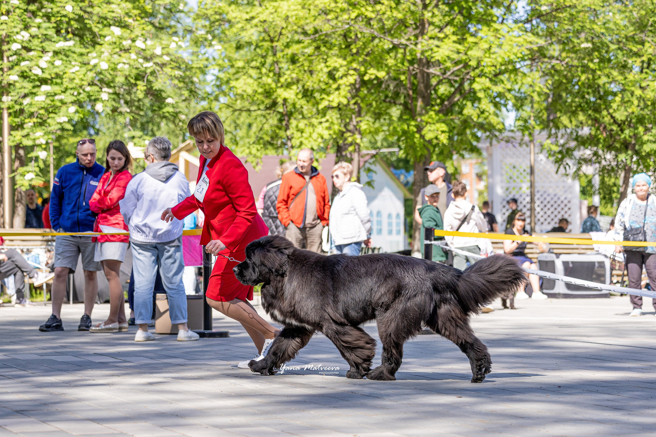 Собаки. Фотограф Яна Матвеева в Ижевске