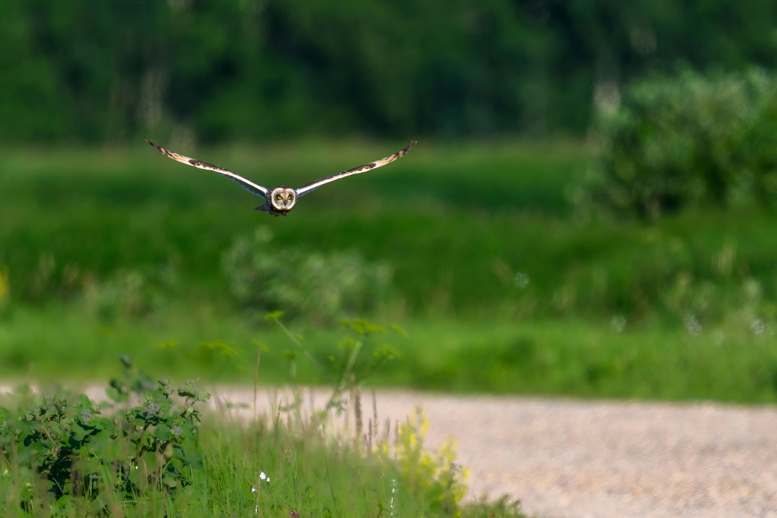 Совы и веретенники. Фотограф Сергей Пупонин