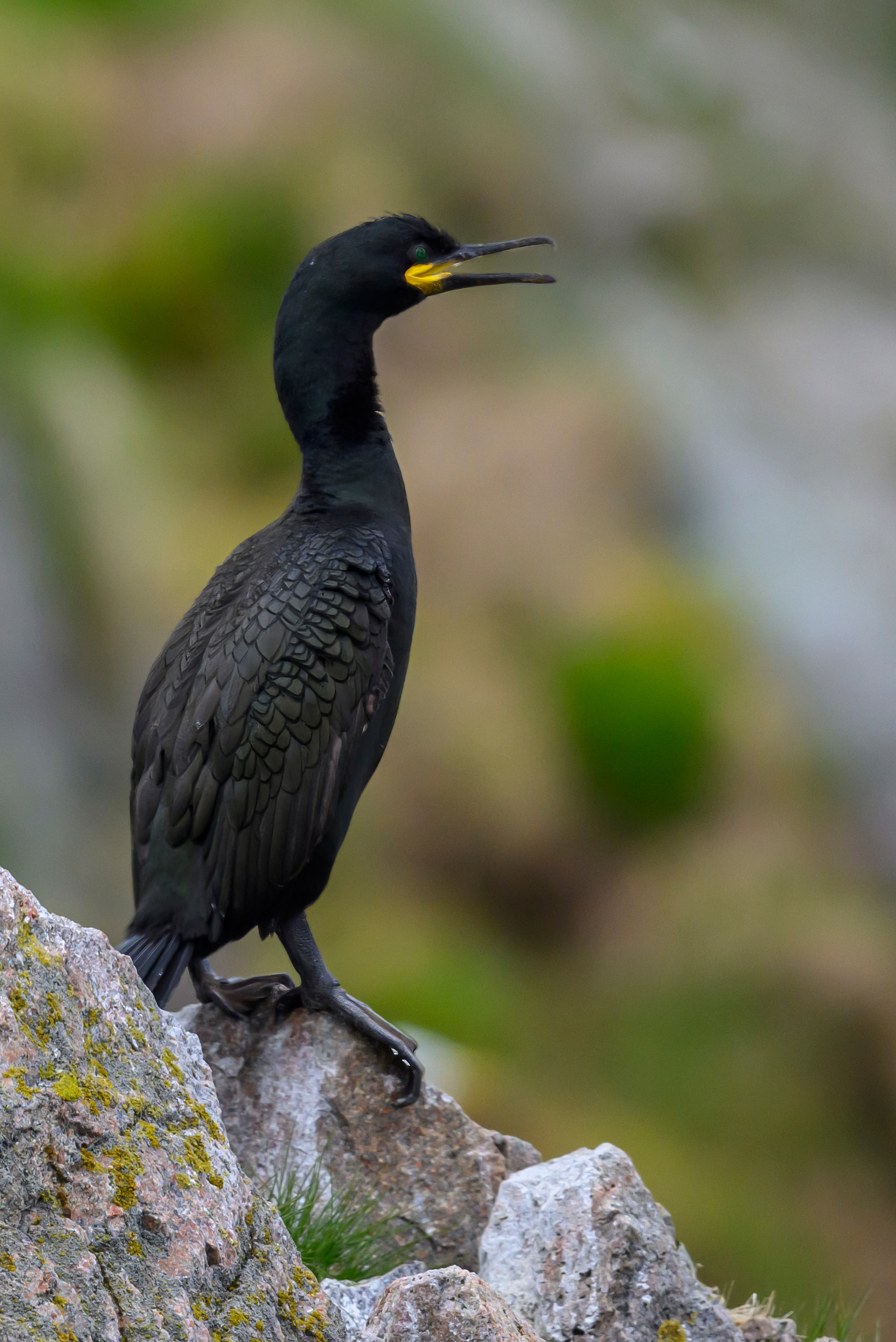 Мурманская область. Июнь 2024. Фотограф Сергей Пупонин