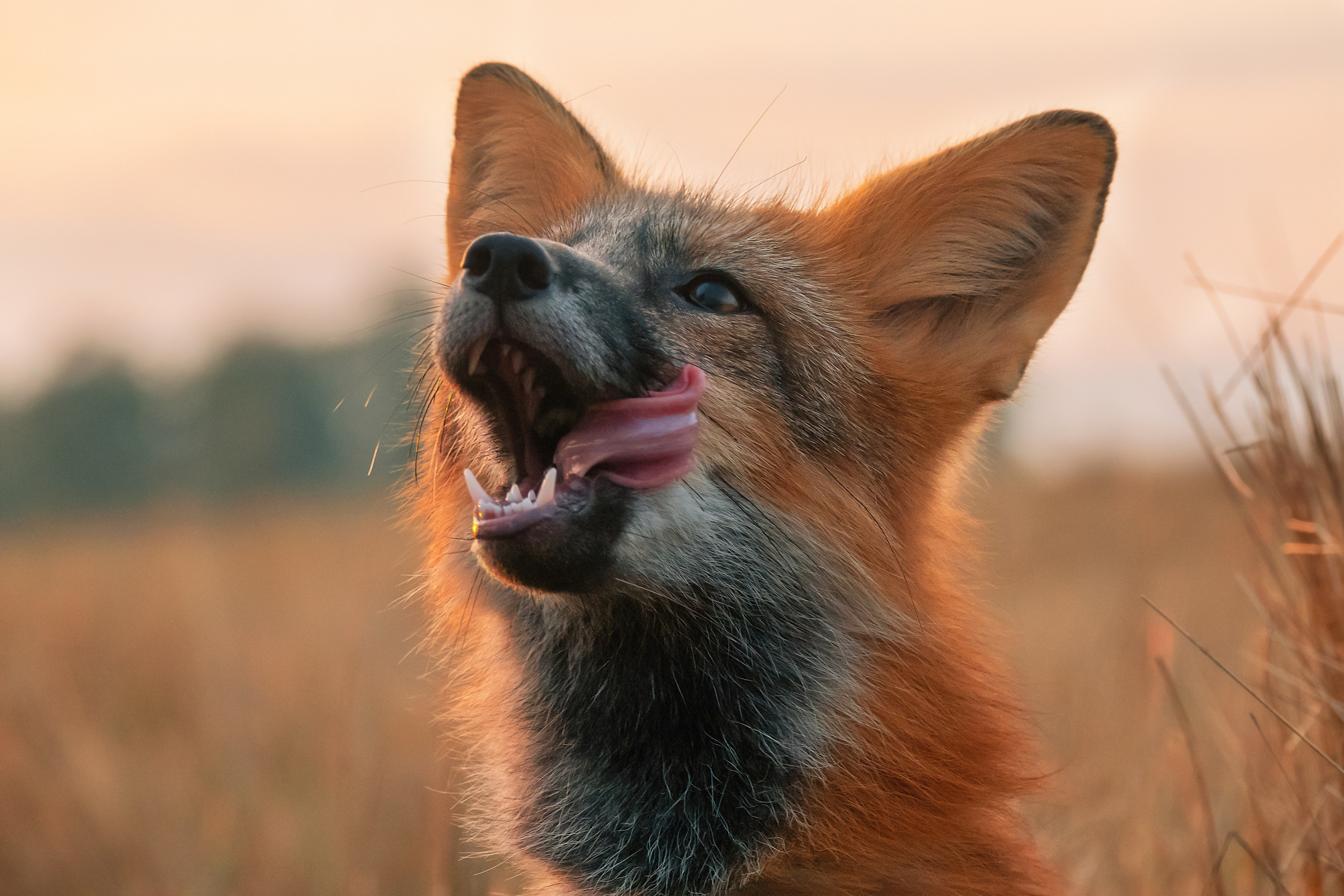 Фотограф-анималист в Москве Юлия Лайхо