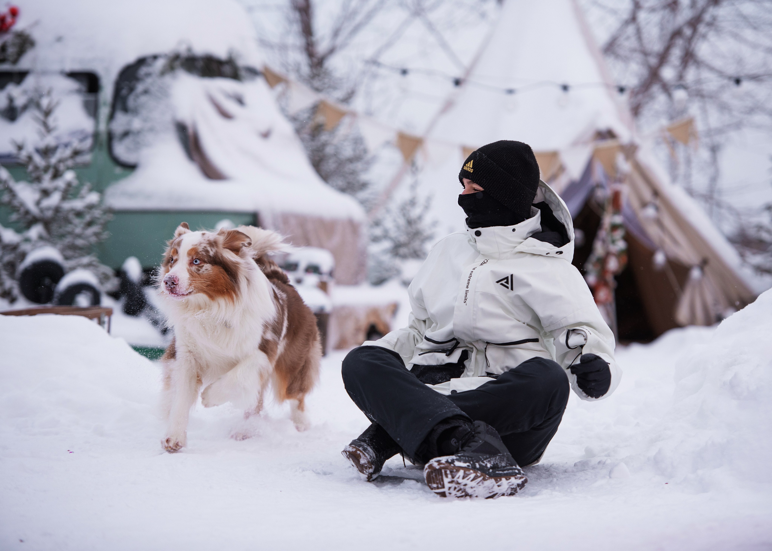 Аусси и его семья. Дог-фотограф в Тюмени Александра Королева