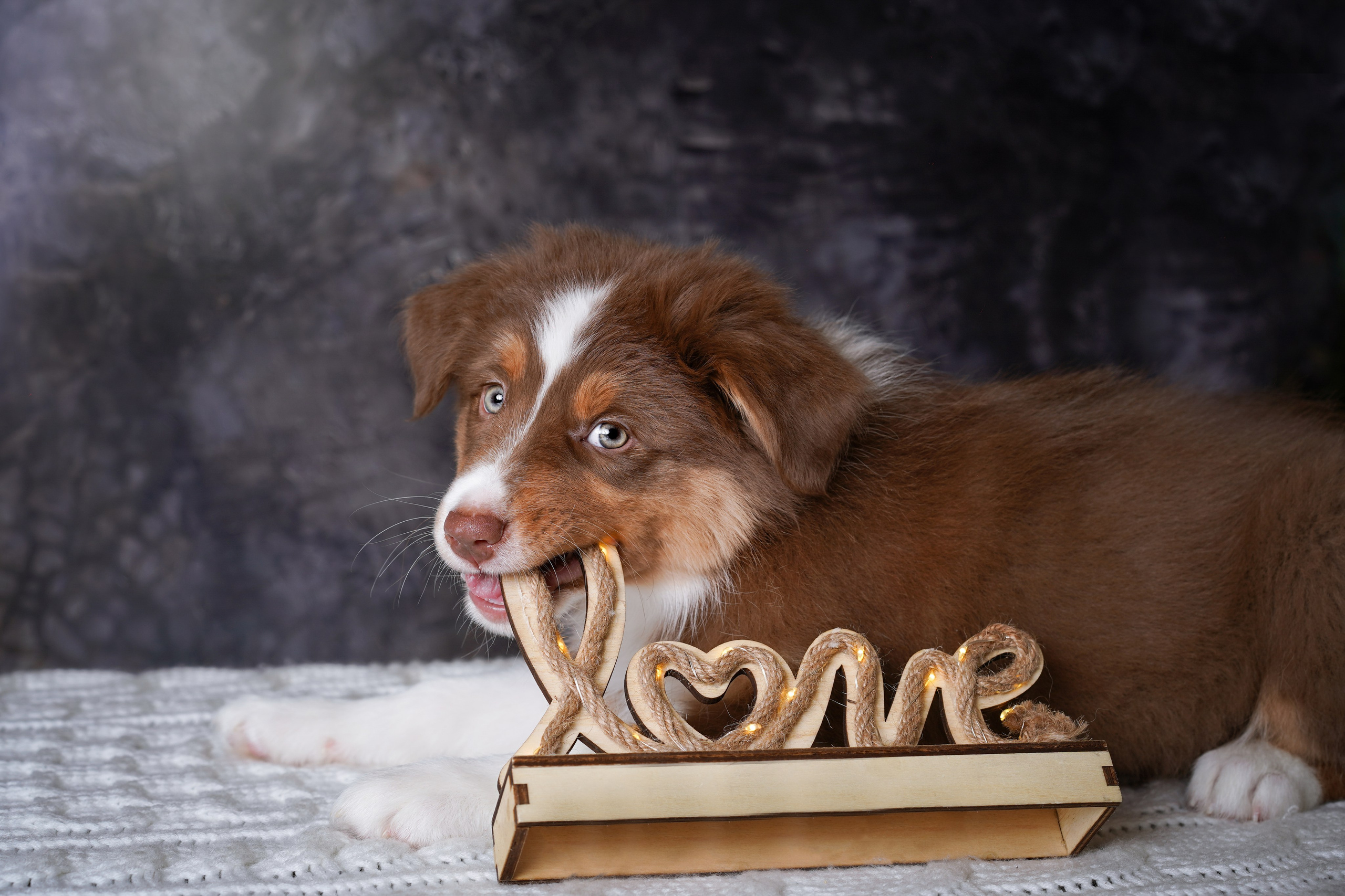 Щенки аусси. Фотограф-анималист в Санкт-Петербурге Яна Мартынова