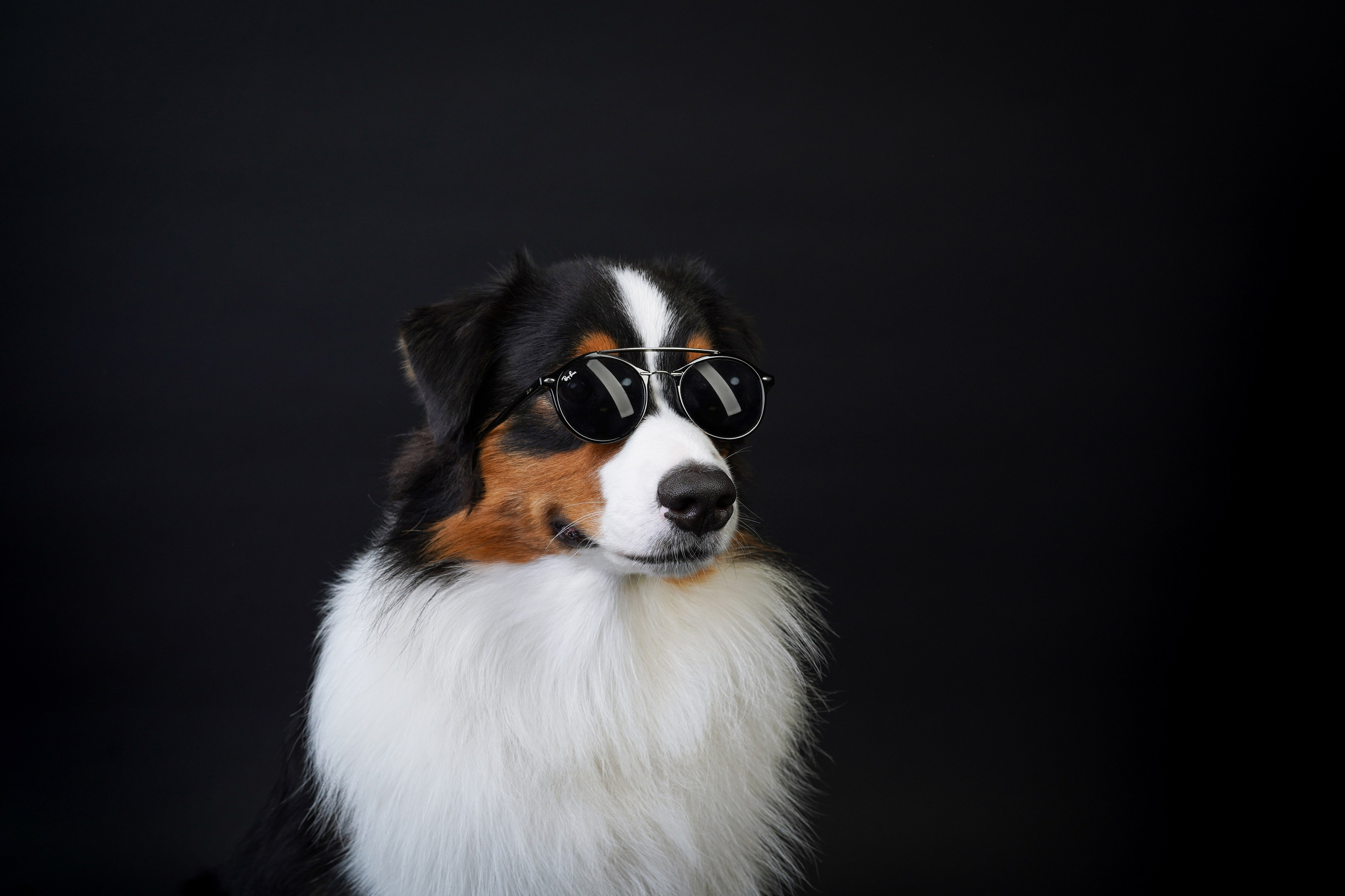 Аусси Бэст. Фотограф-анималист в Санкт-Петербурге Яна Мартынова