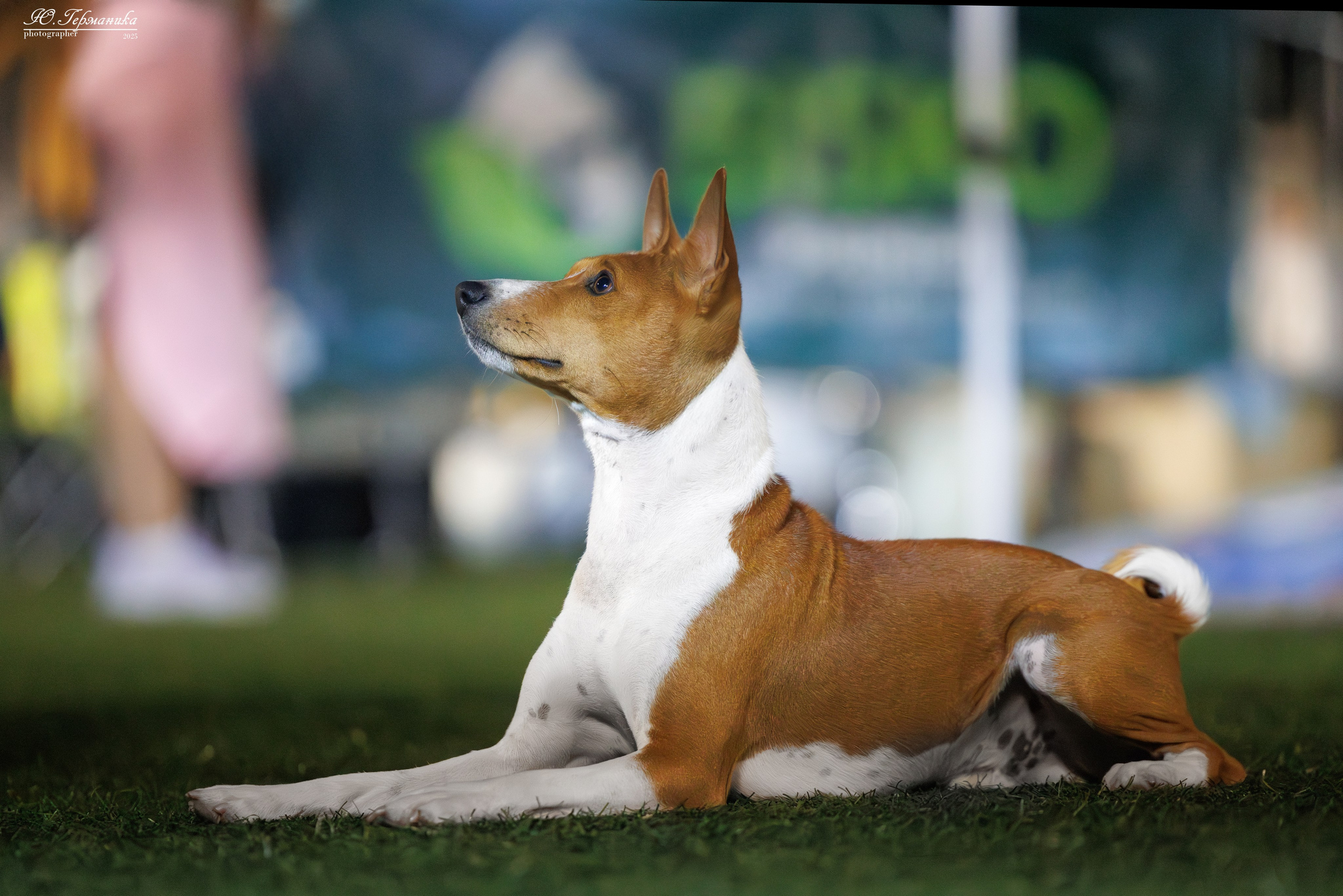 Калининград 25-27.07 Волгоград 1-3.08 2025. Фотограф-анималист Юлия Германика