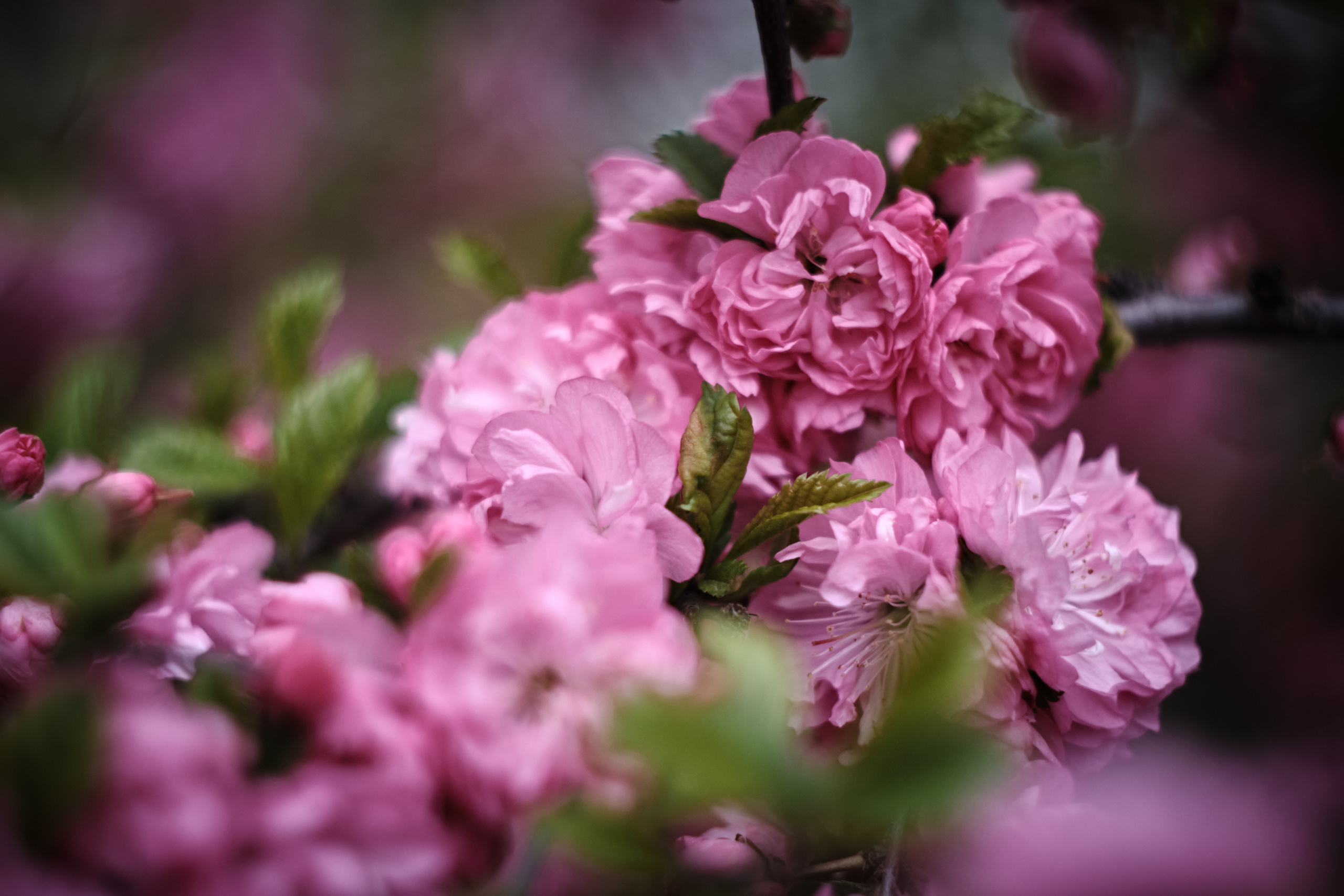 Цветочно-бокешные. Фотограф портретный архитектурный лавстори будуар Санкт-Петербург Виктор Иванов