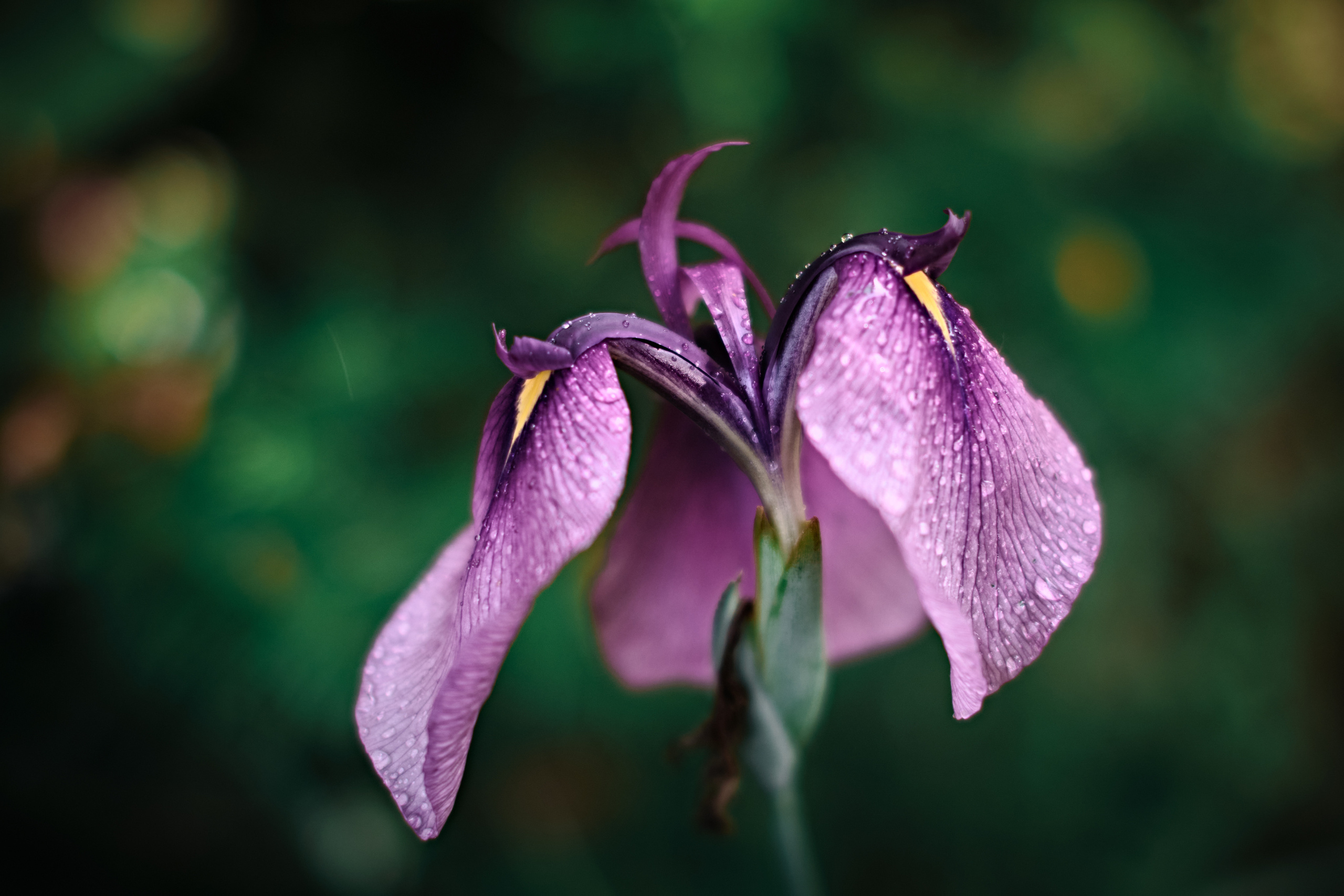 Цветочно-бокешные. Фотограф портретный архитектурный лавстори будуар Санкт-Петербург Виктор Иванов