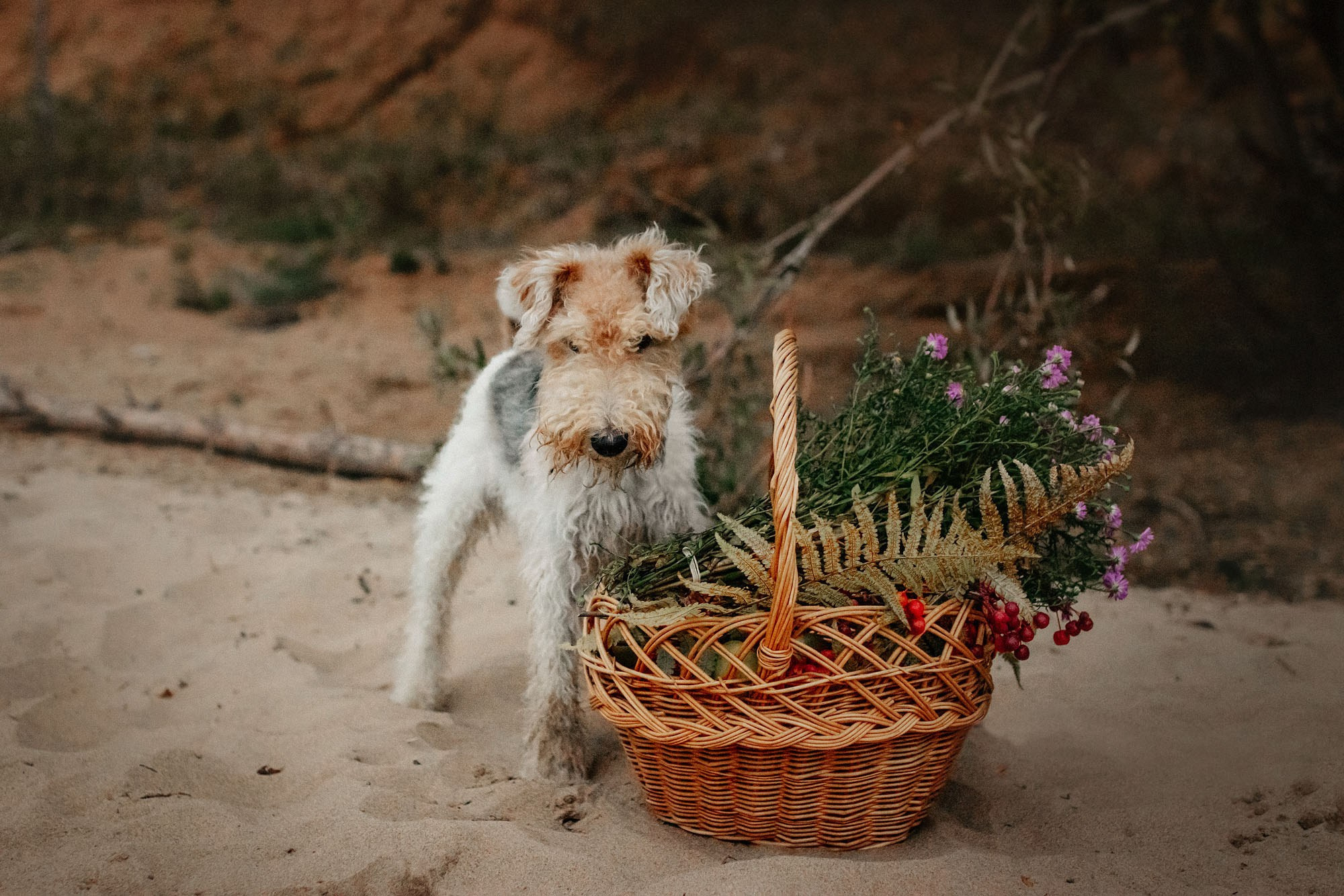 Наталья, Илья и фоксы. Фотограф Наталья Потапова