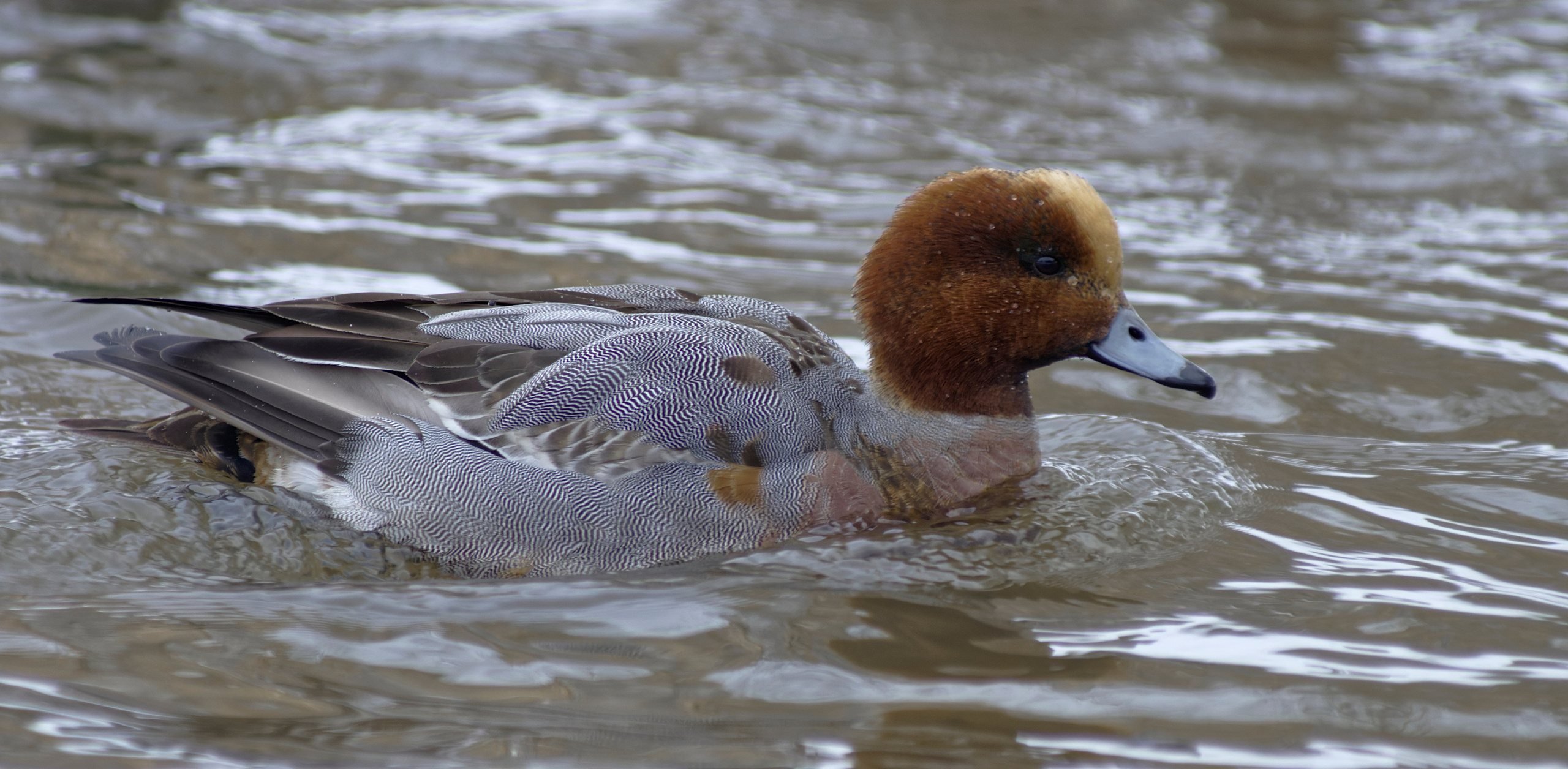 Перья. Семоха Валерий. Фотограф