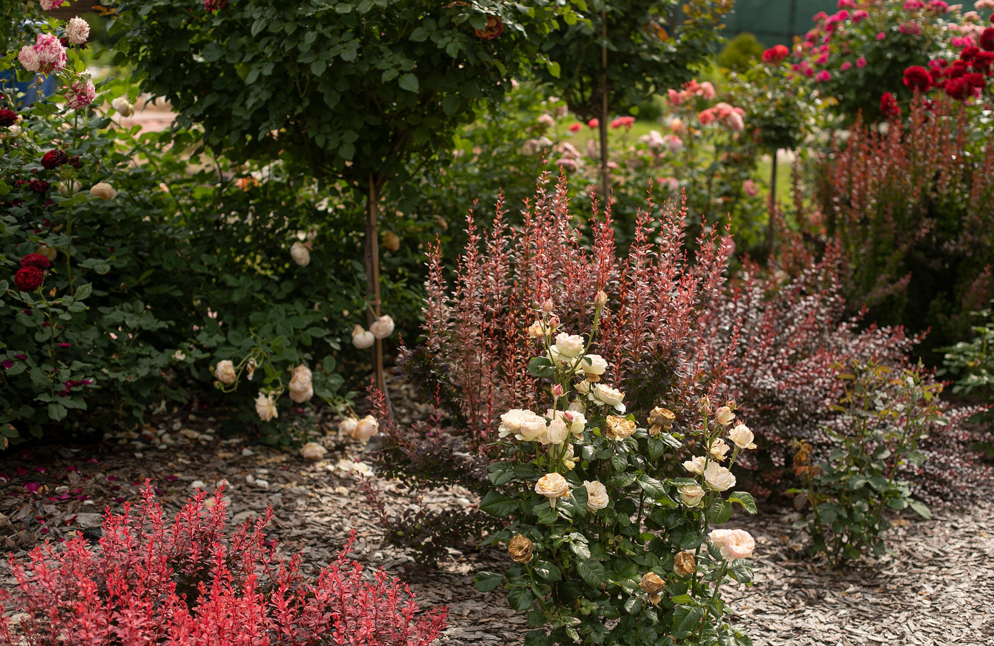 Парк-заповедник Купидон. Семейный фотограф в Димитровграде Елена Патрушева