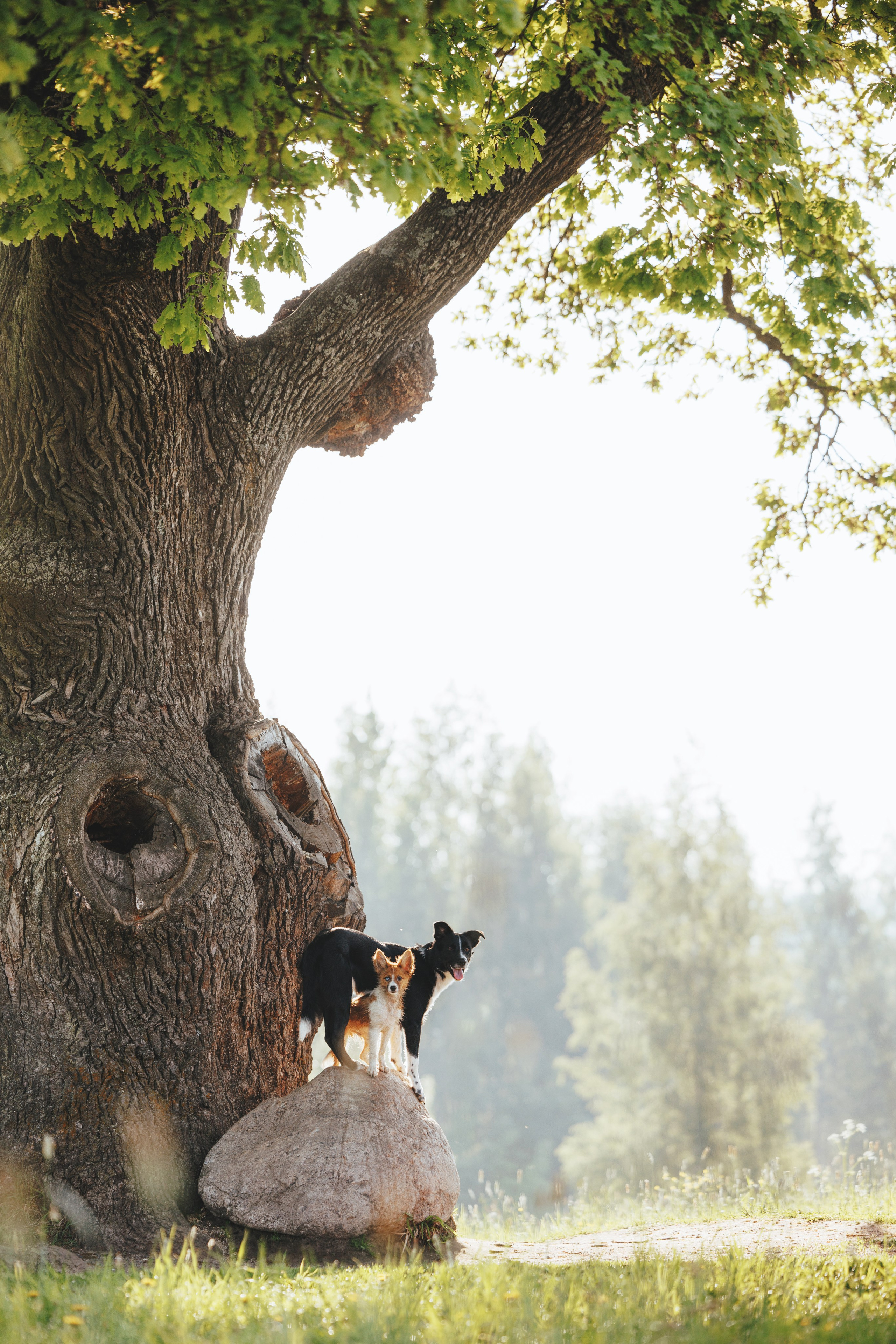 Токи, Янки, Лось, Мако и Рин. Фотограф анималист Осипчикова Мария