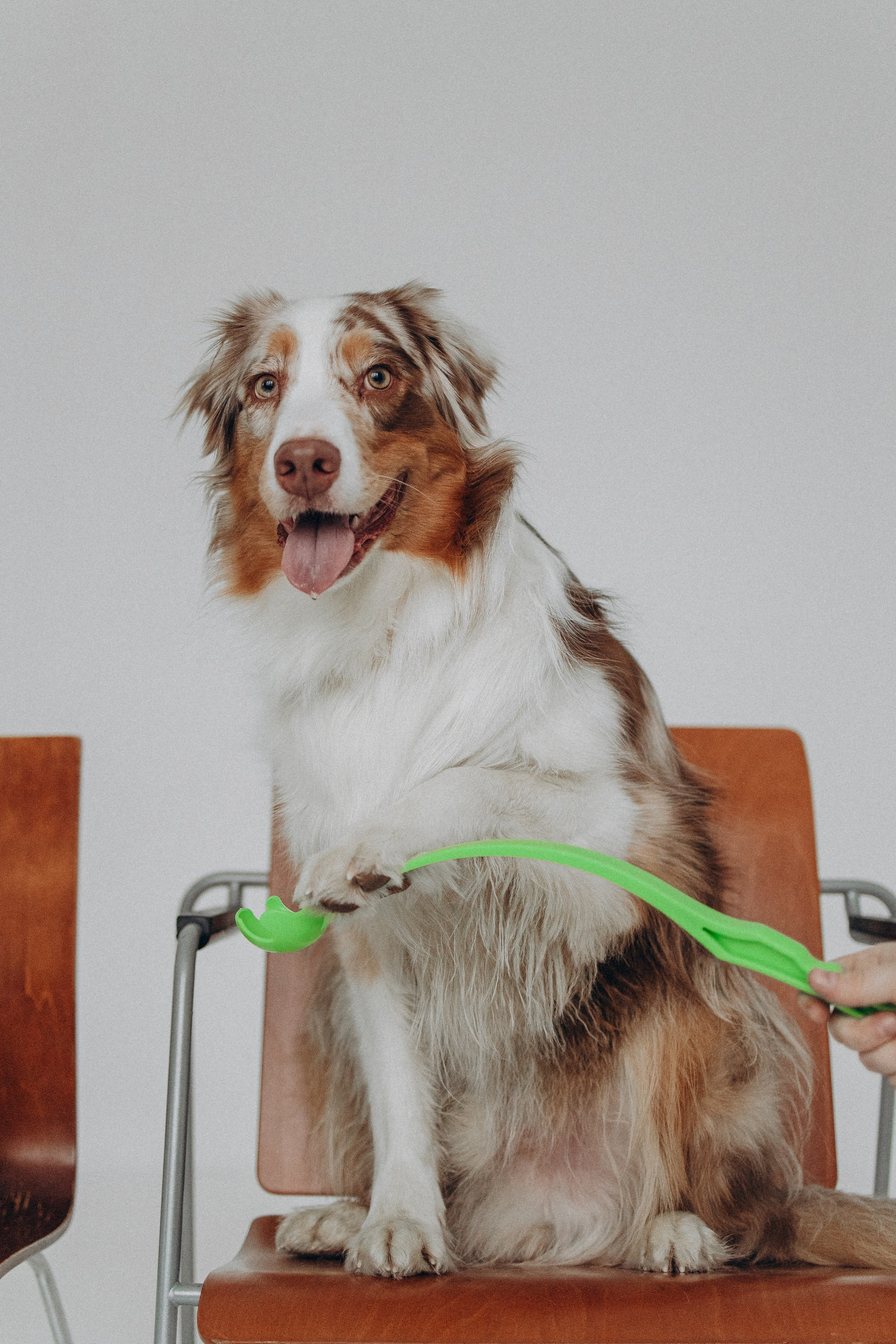 Катапульты. Фотораф — анималист Мария Шистка