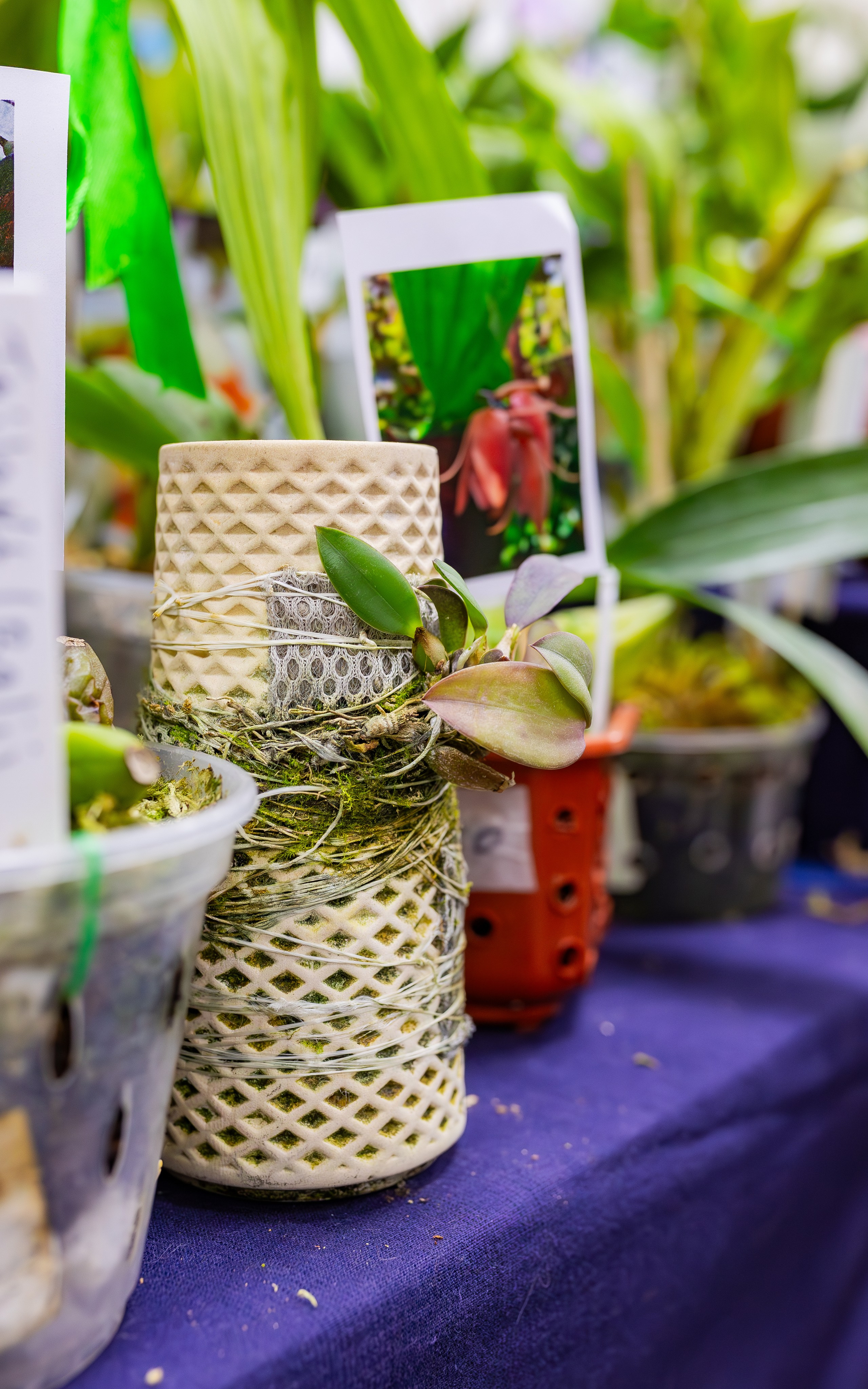 Орхидиум сентябрь 2025. Александра Куликова фотограф, Москва