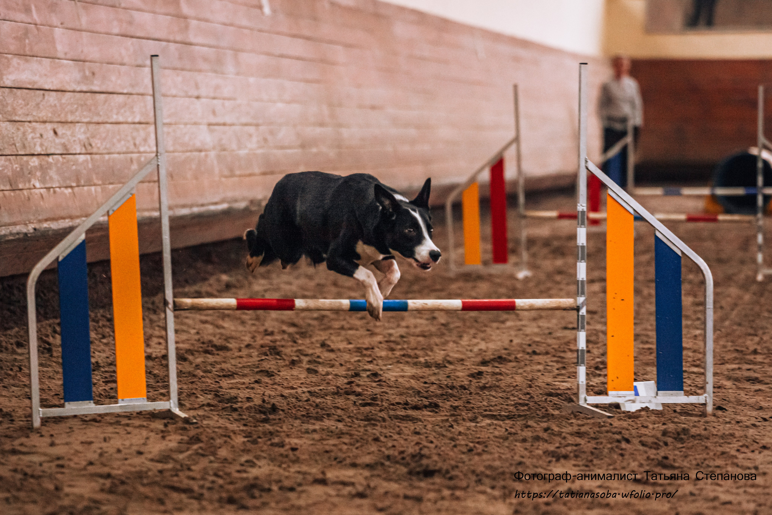 Соревнования по Аджилити 25.02.2024. Фотограф-анималист Татьяна Степанова