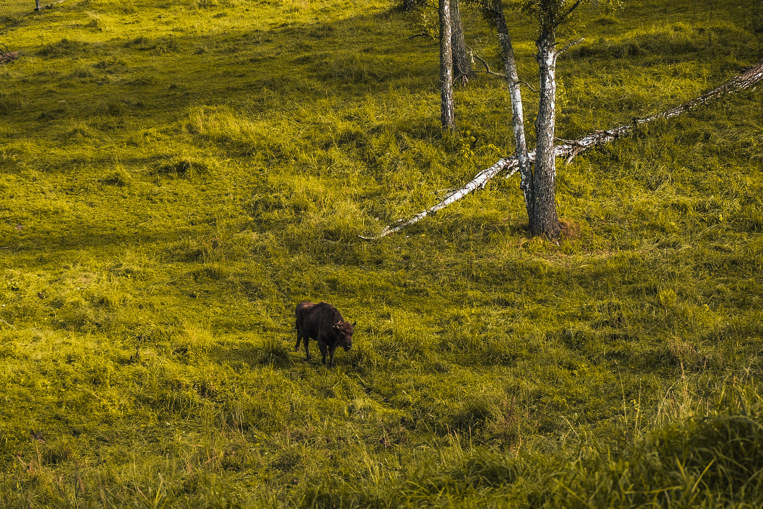 Altai 21'. Фотограф в Тюмени Кирилл Марфин