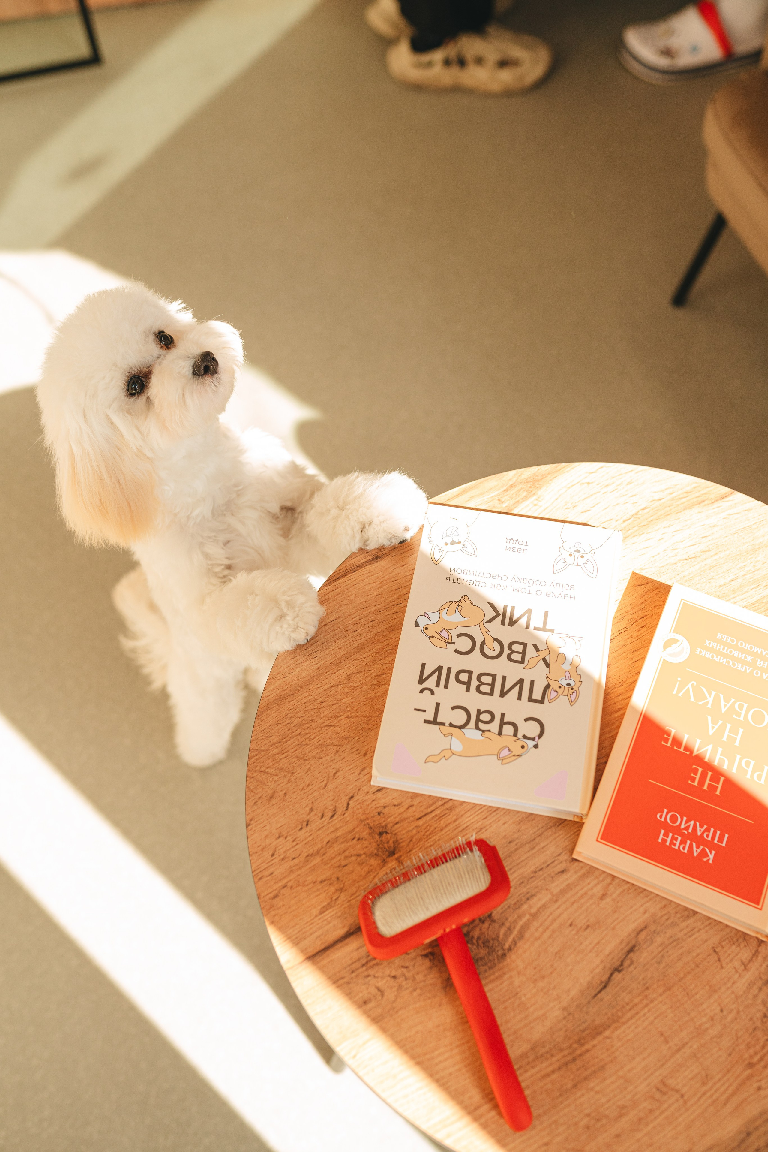 Груминг — салон. Фотограф анималист Осипчикова Мария