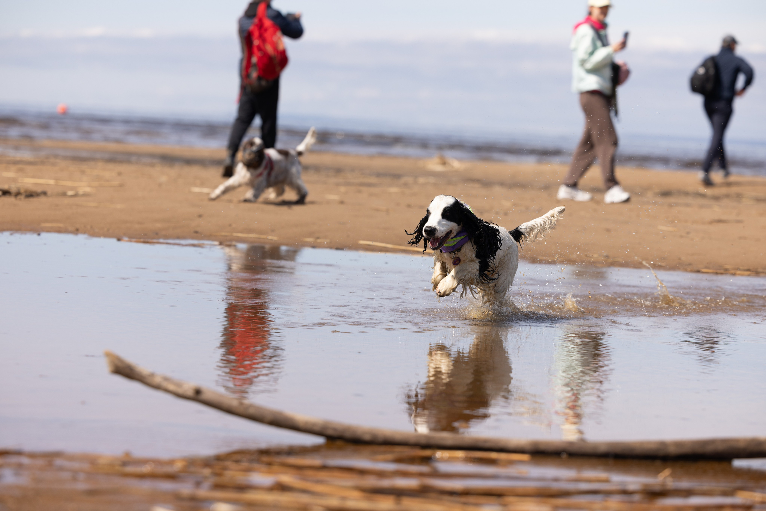 Спанимания. Фотограф анималист Осипчикова Мария