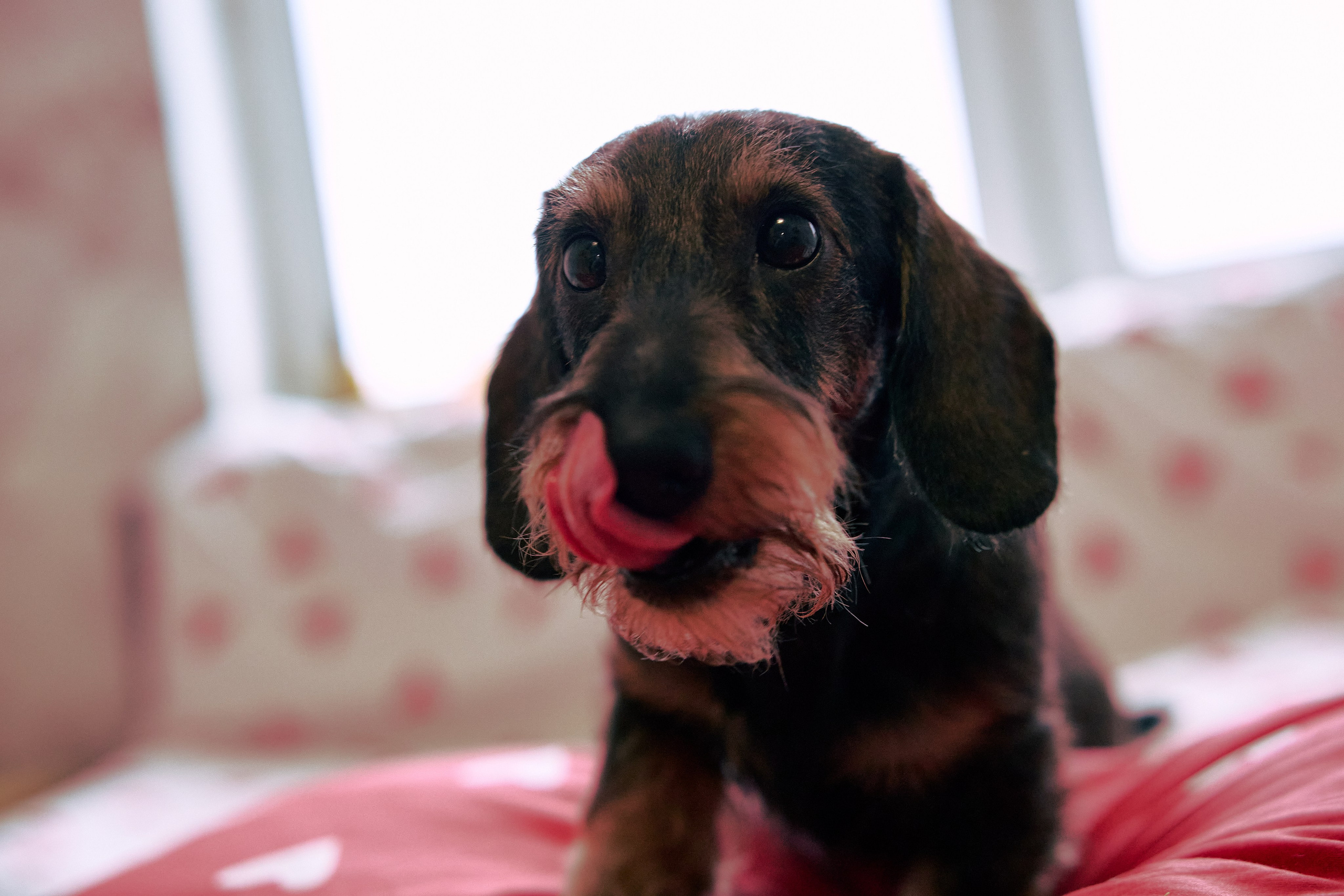 Фотосъёмка животных. Предметный и репортажный фотограф Алексей Кротов