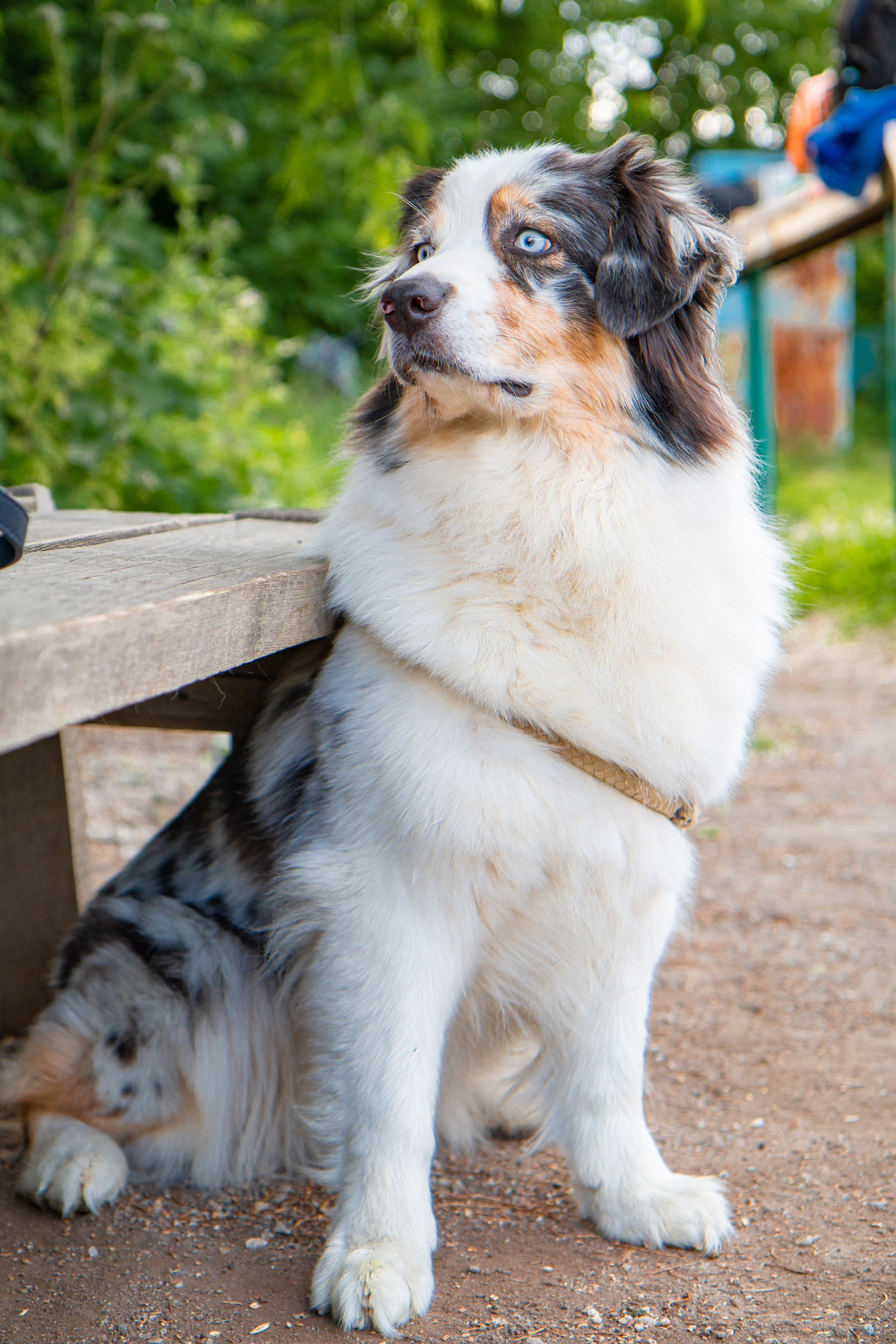 Фотосъёмка животных. Предметный и репортажный фотограф Алексей Кротов