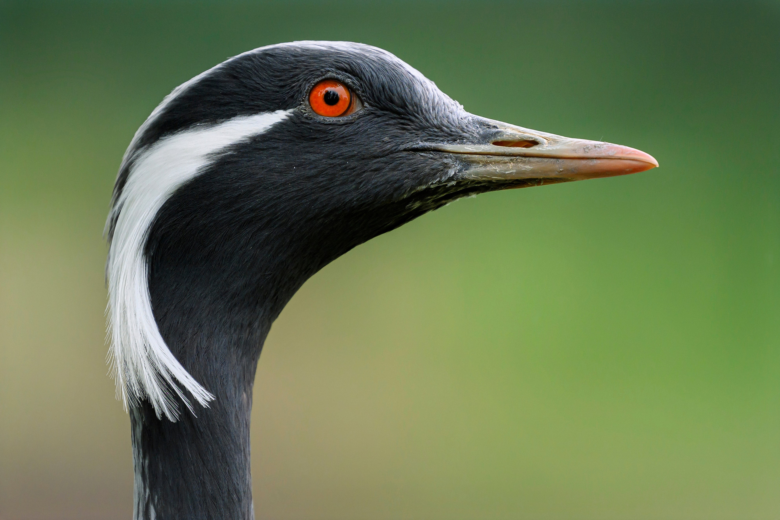 Красавки, цапли, утки: Парк Ближняя дача. Wildlife photography by Sergey Puponin