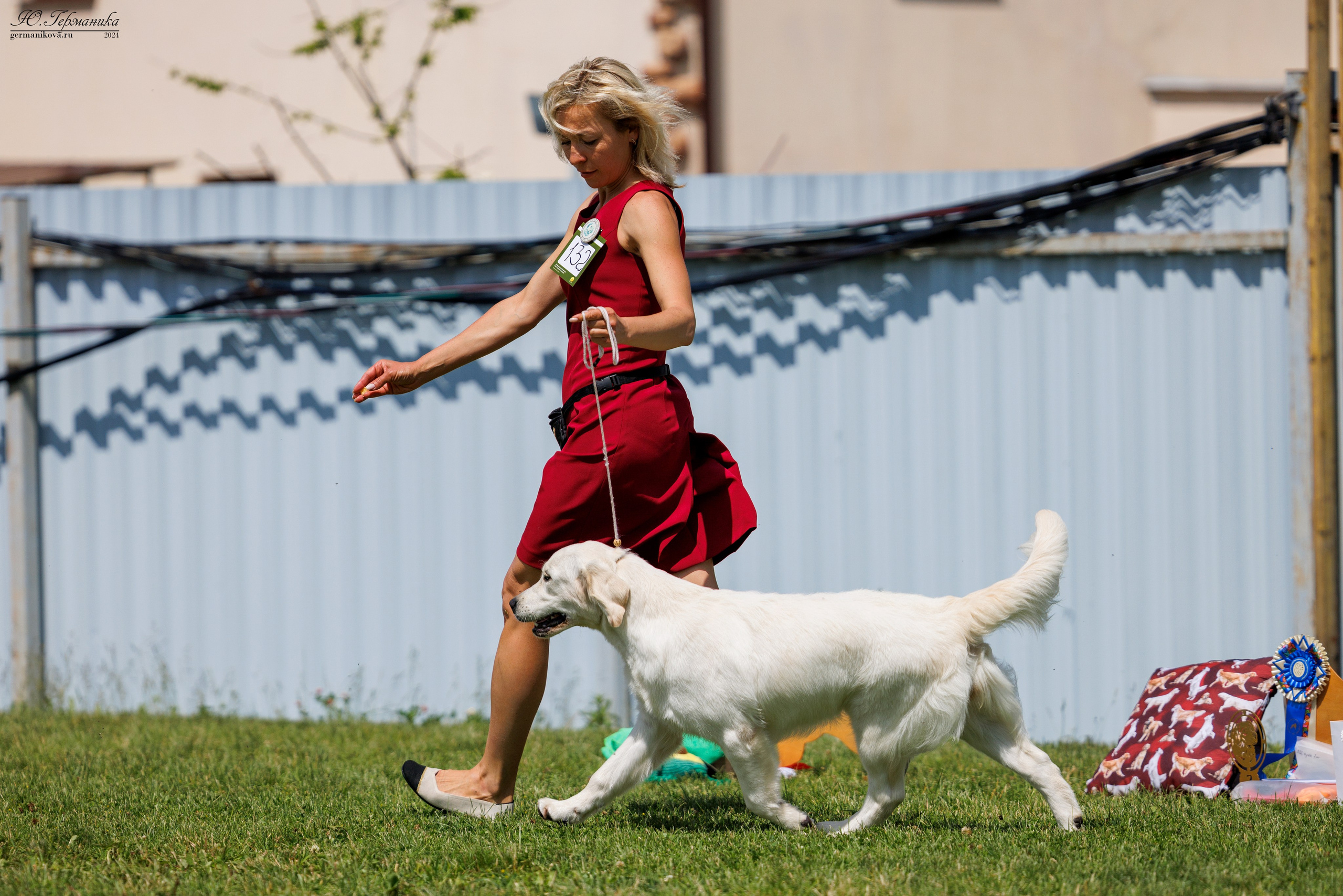 Голдены 15-16.06.2024. Фотограф-анималист Юлия Германика