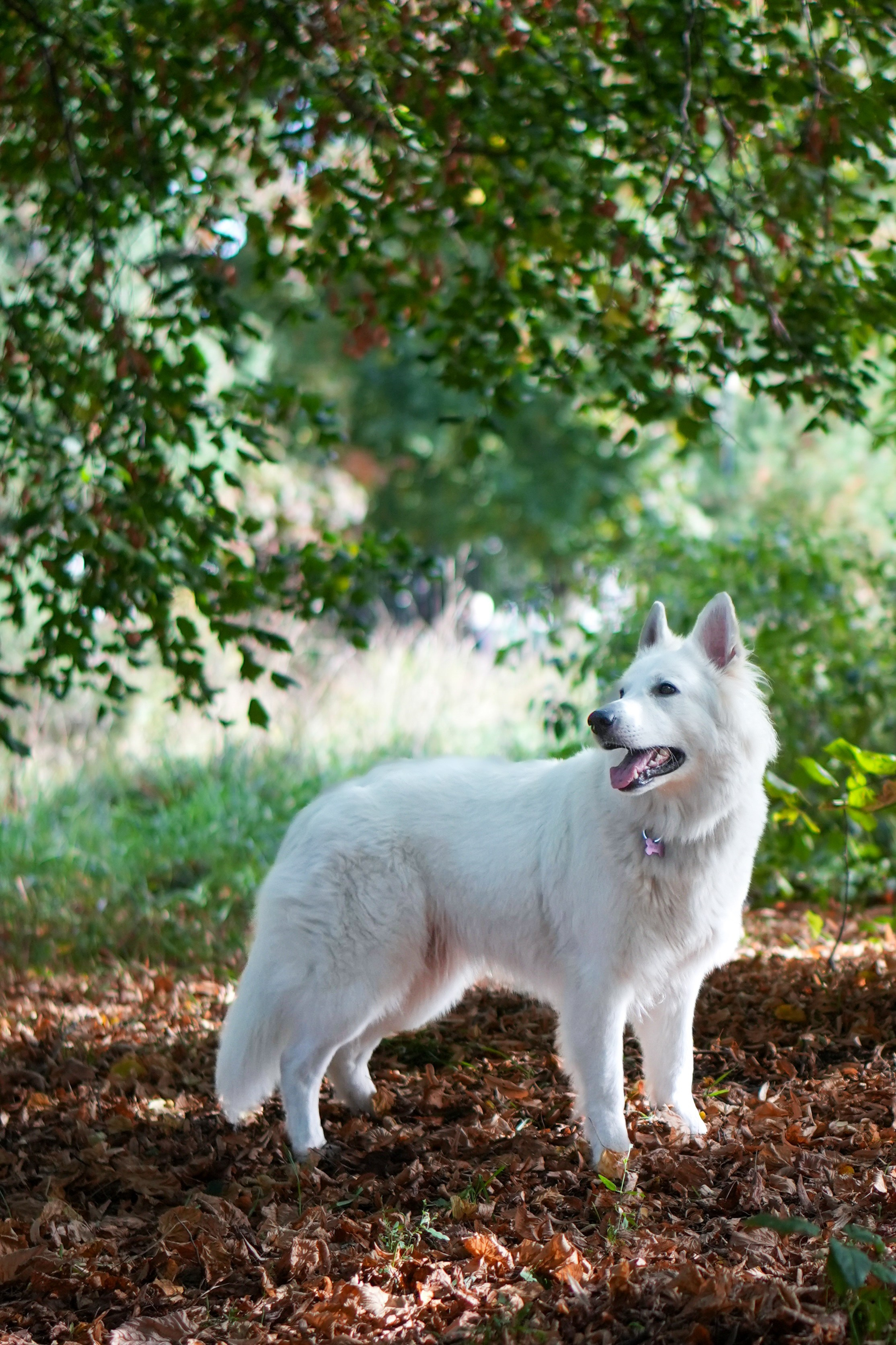 БШО Прити. Фотограф-анималист Асадова
