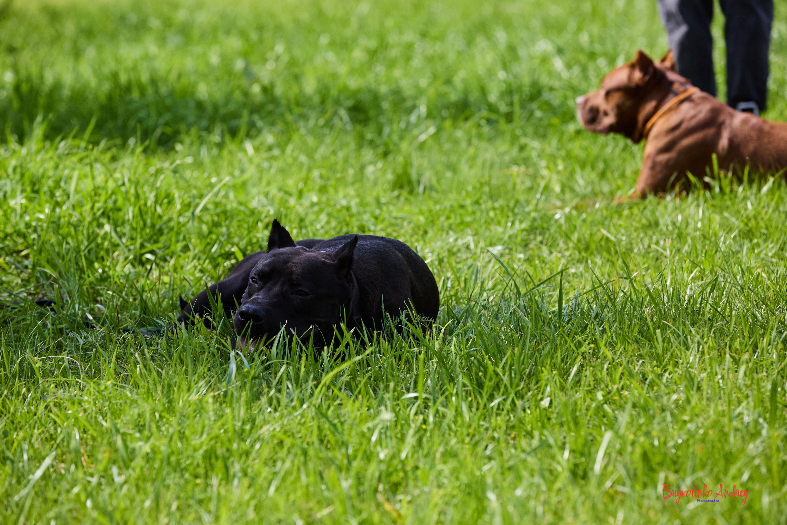 Проект фотопрогулка с хвостиком. Buyvolenko Andrey