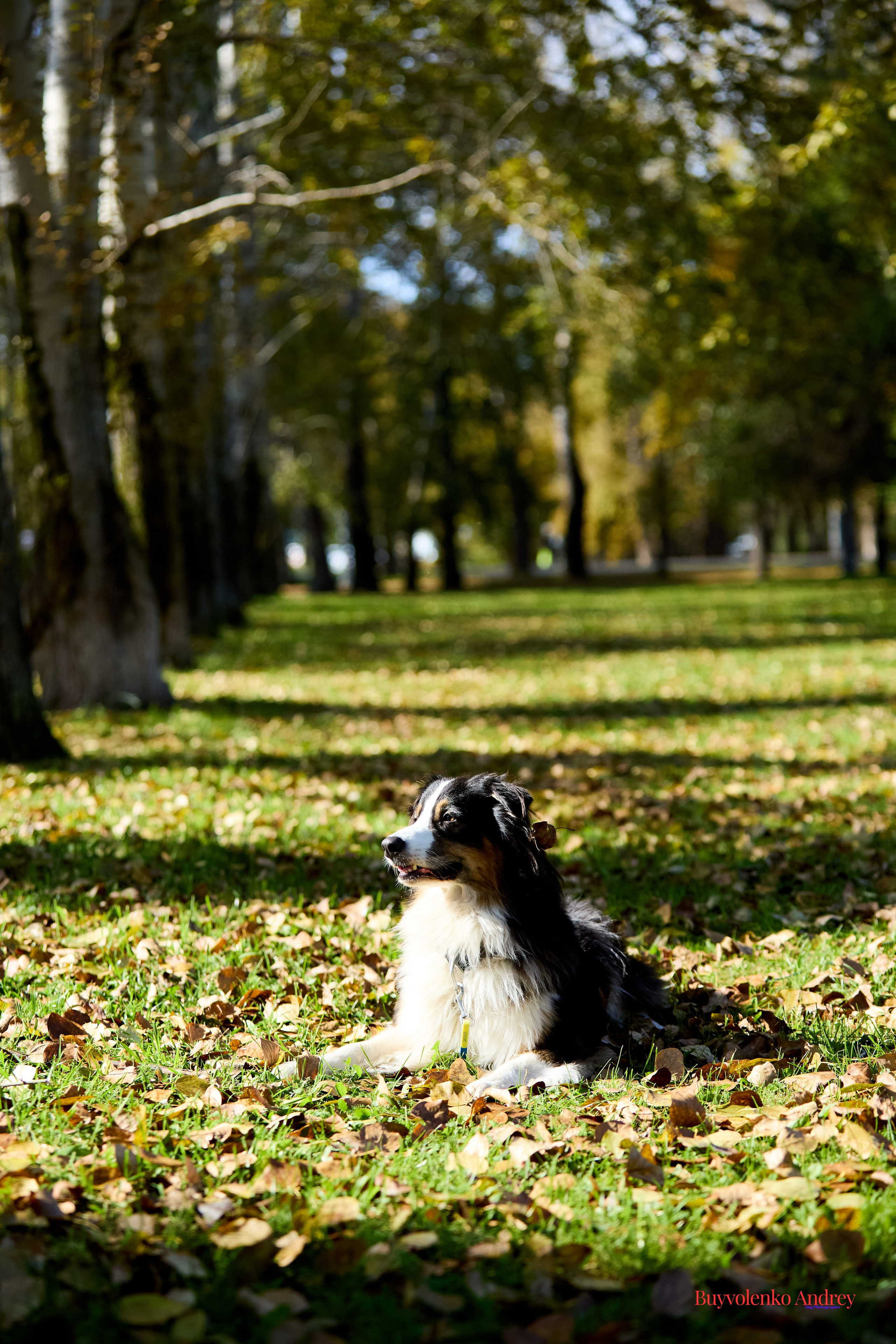Басенджи и Аусси 21.09.2025. Buyvolenko Andrey